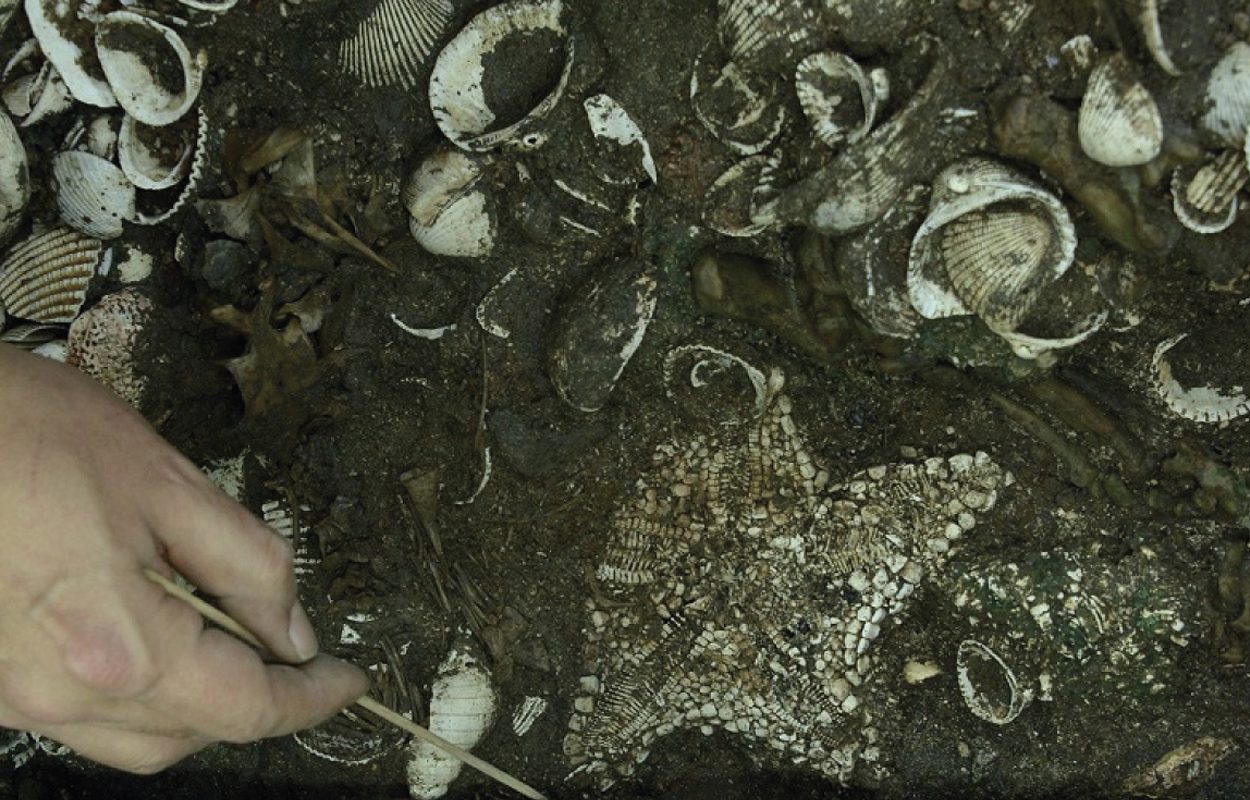 Trove of Starfish Deposited as Offering to Aztec War God Found in Mexico City | Smart News - Vimarsana News