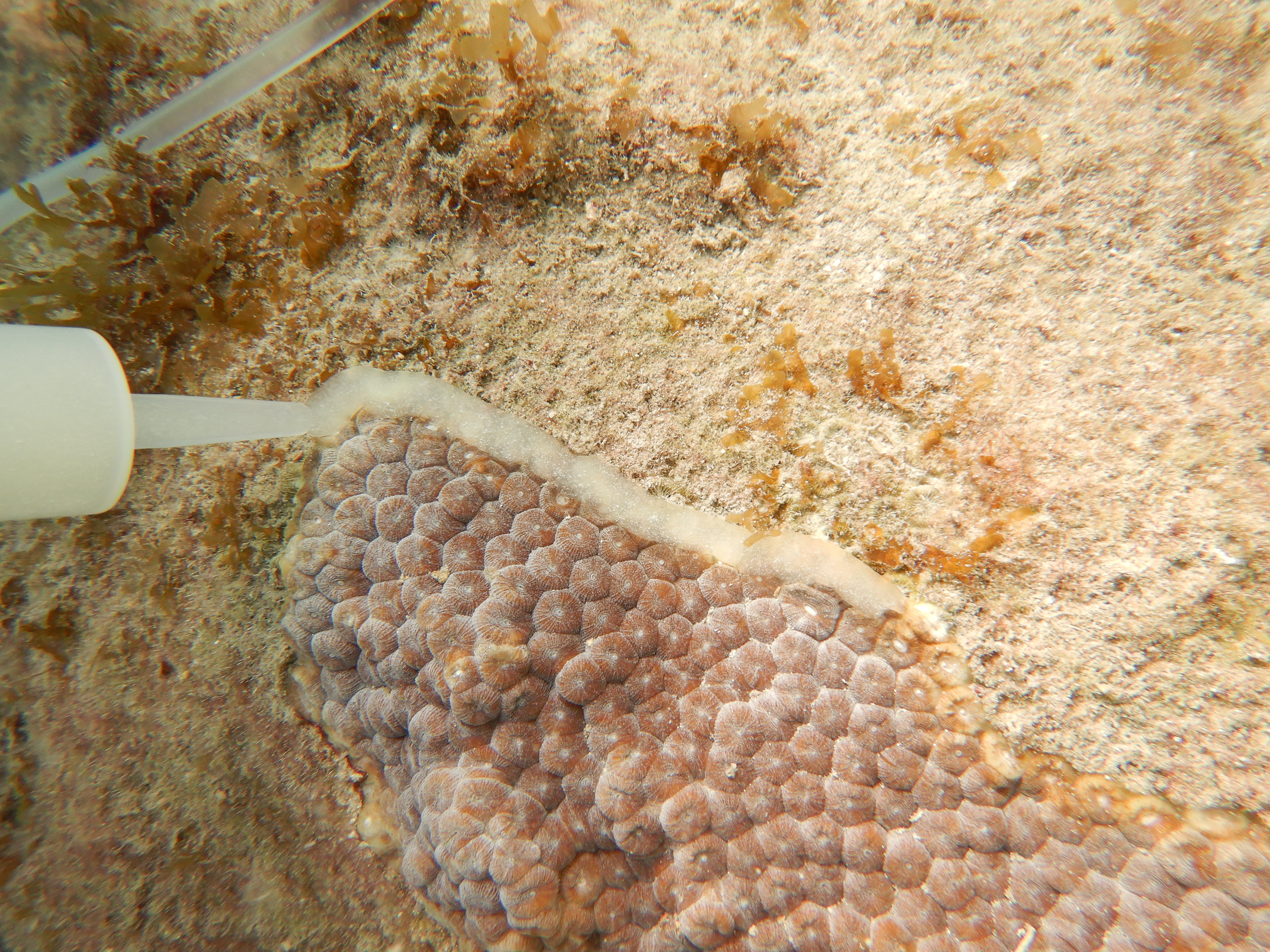 Tube applying probiotic paste to coral