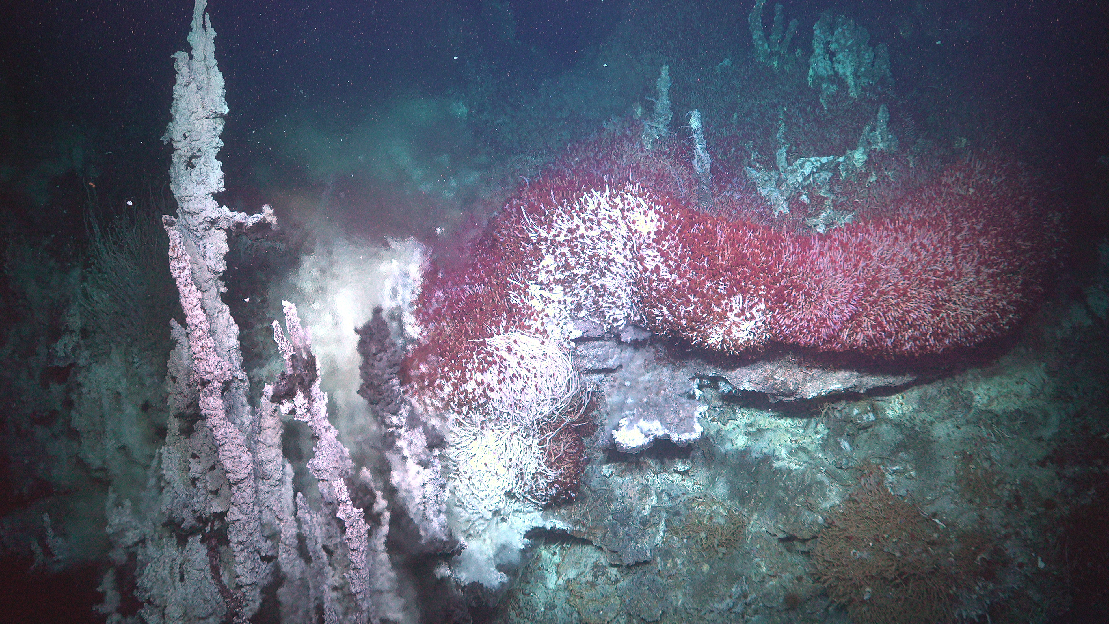 Kaleidoscope of Deep-Sea Life Found Near Hydrothermal Vents Off Mexican Coast | Smart News - Vimarsana News
