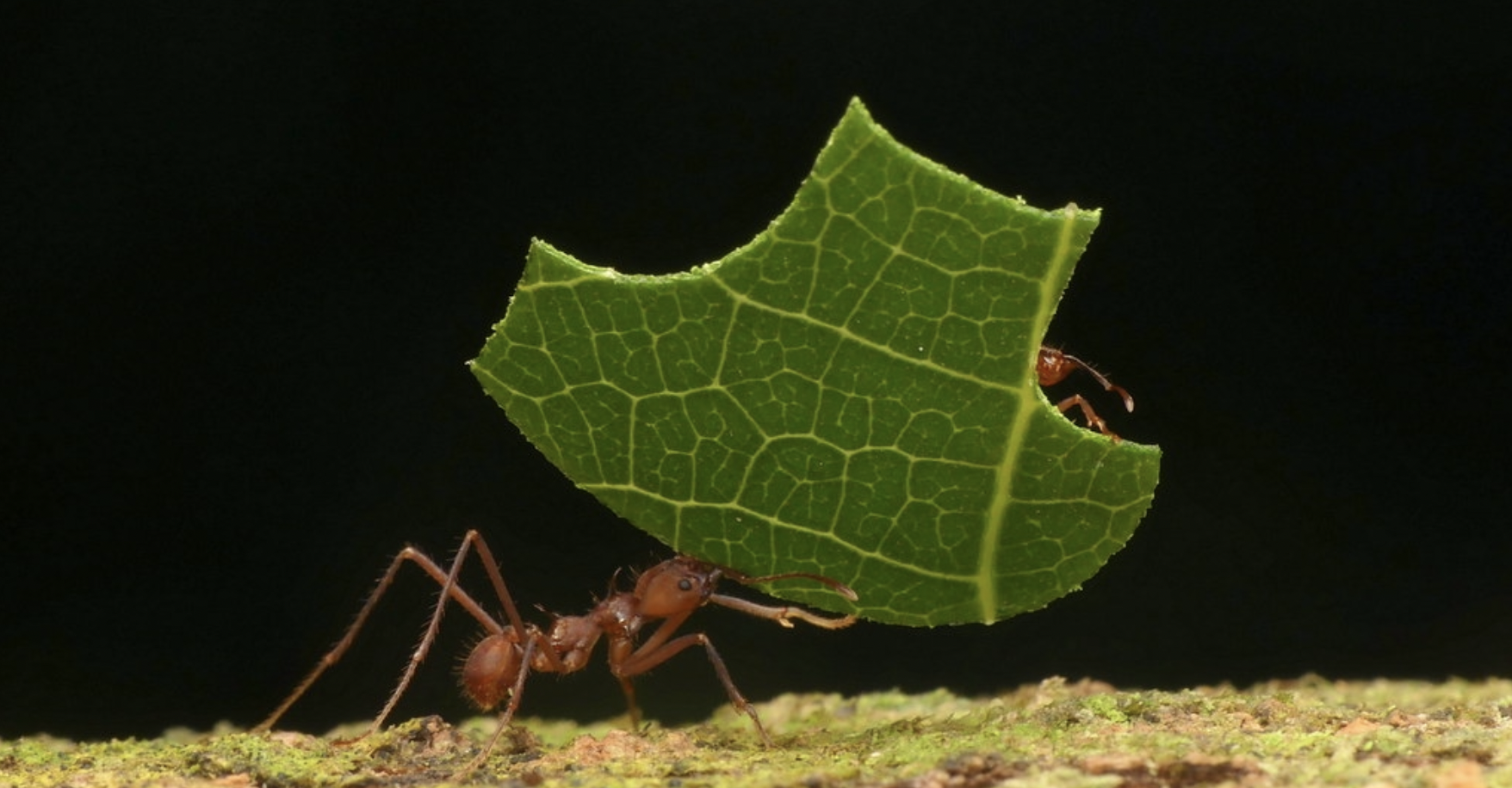 How Leafcutter Ants and Other Culinary Creatures Prepare a Feast - Vimarsana News