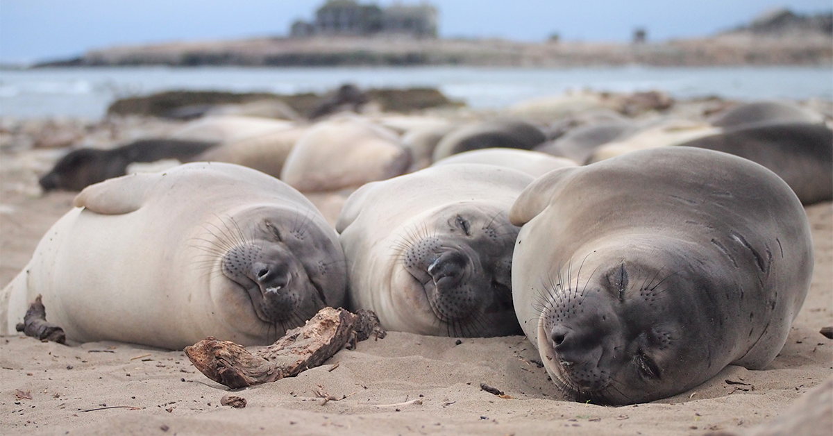 Elephant Seals Take Extreme Power Naps in the Open Ocean | Smart News - Vimarsana News
