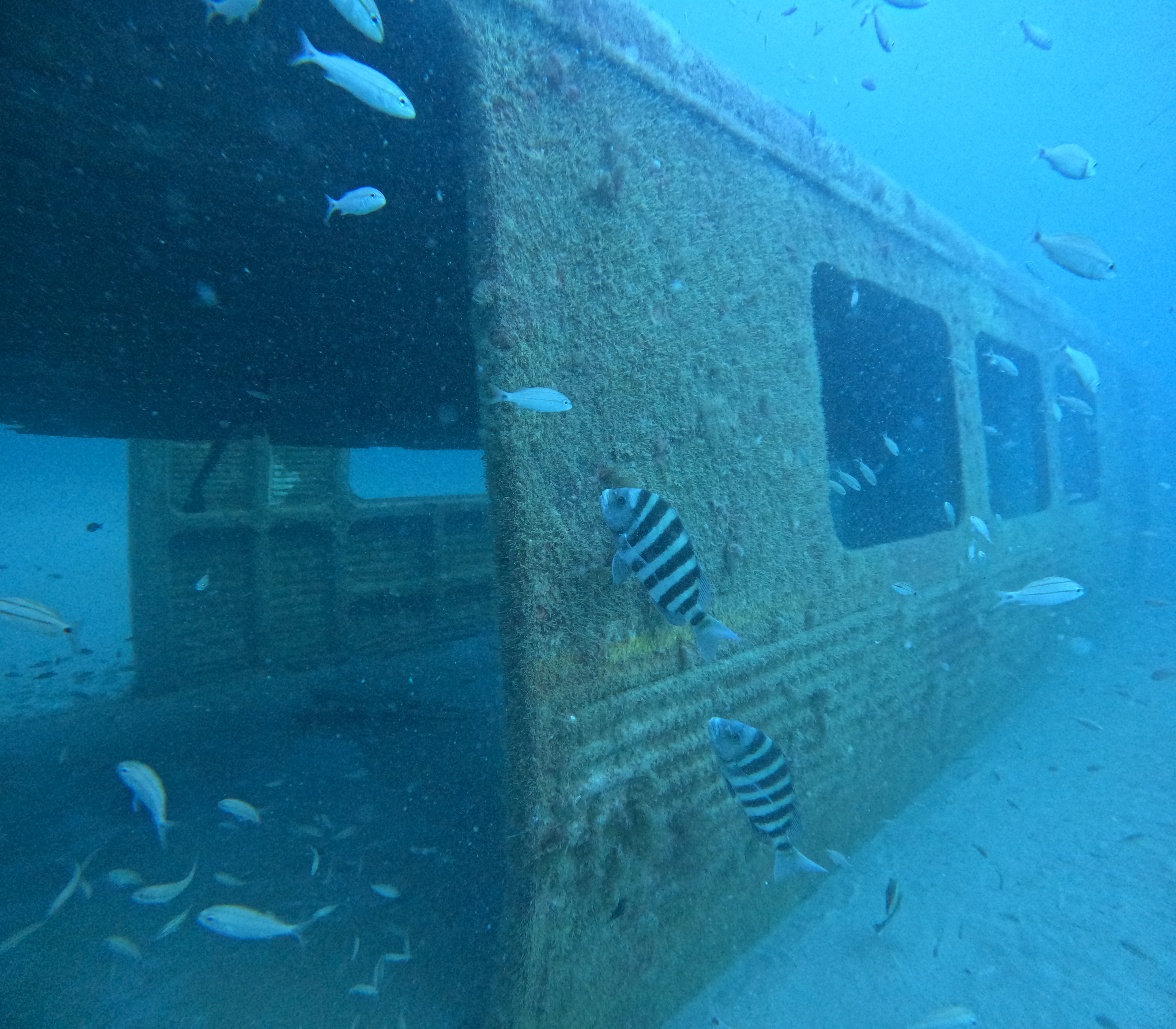 Underwater view of old subway car with fish swimming around it