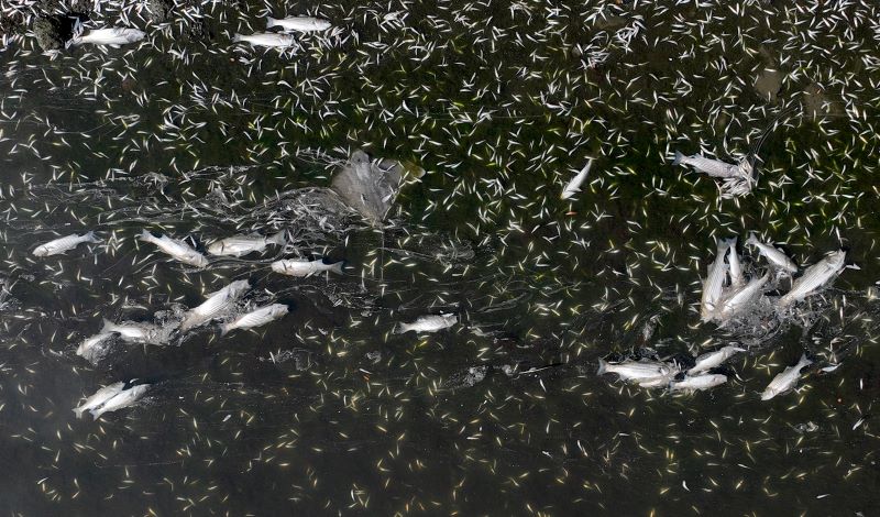 Dead Fish Are Washing Ashore in the Bay Area | Smart News - Vimarsana News