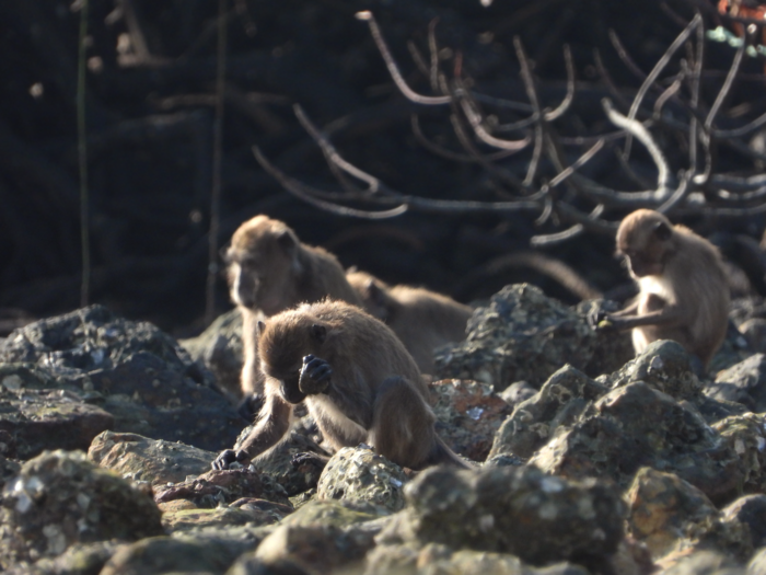 Stone Flakes Made by Monkeys Raise Questions About Early Human Tools | Smart News - Vimarsana News