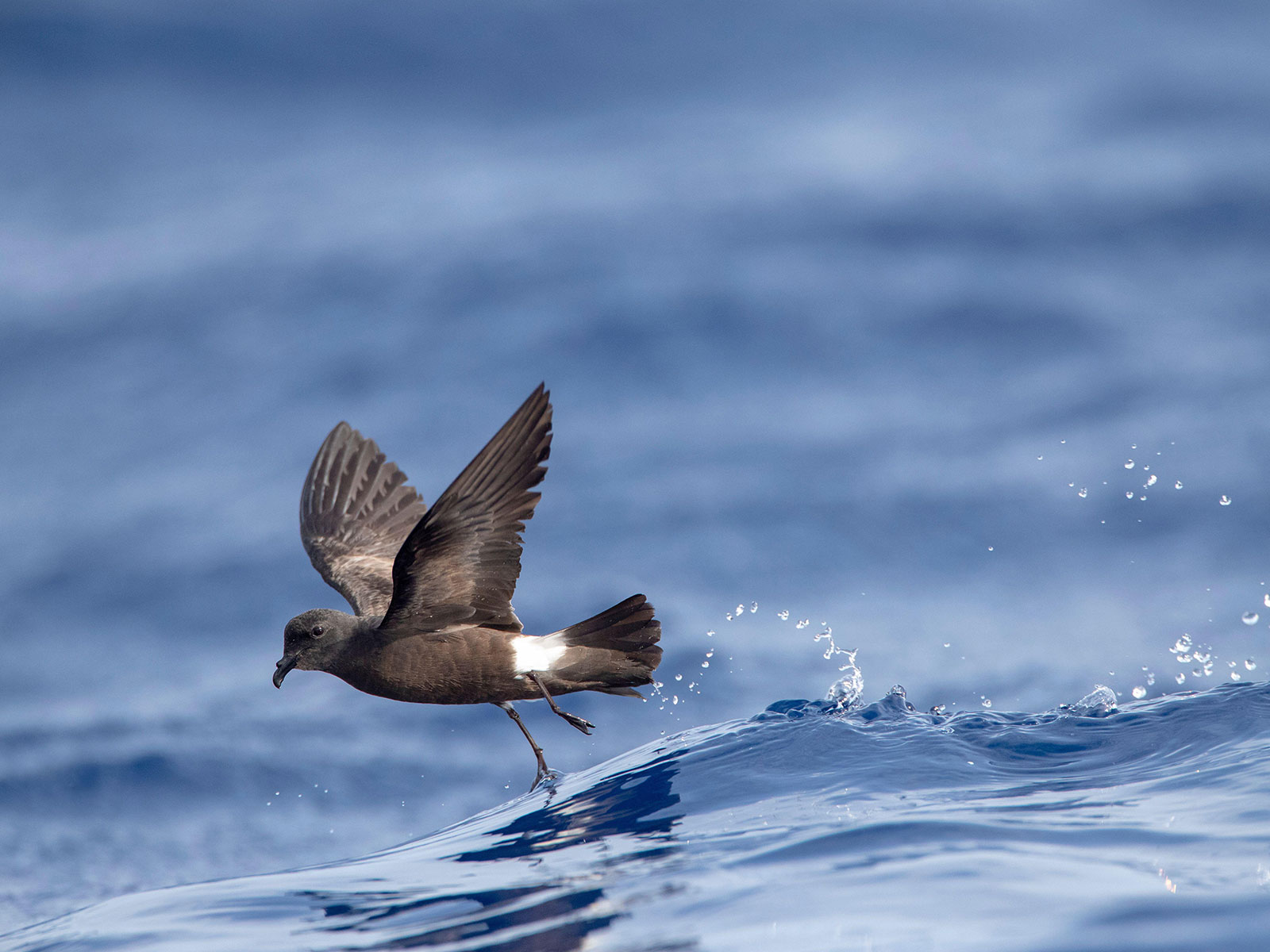 This Tiny Hawaiian Island Is Free of Invasive Rats | Science - Vimarsana News