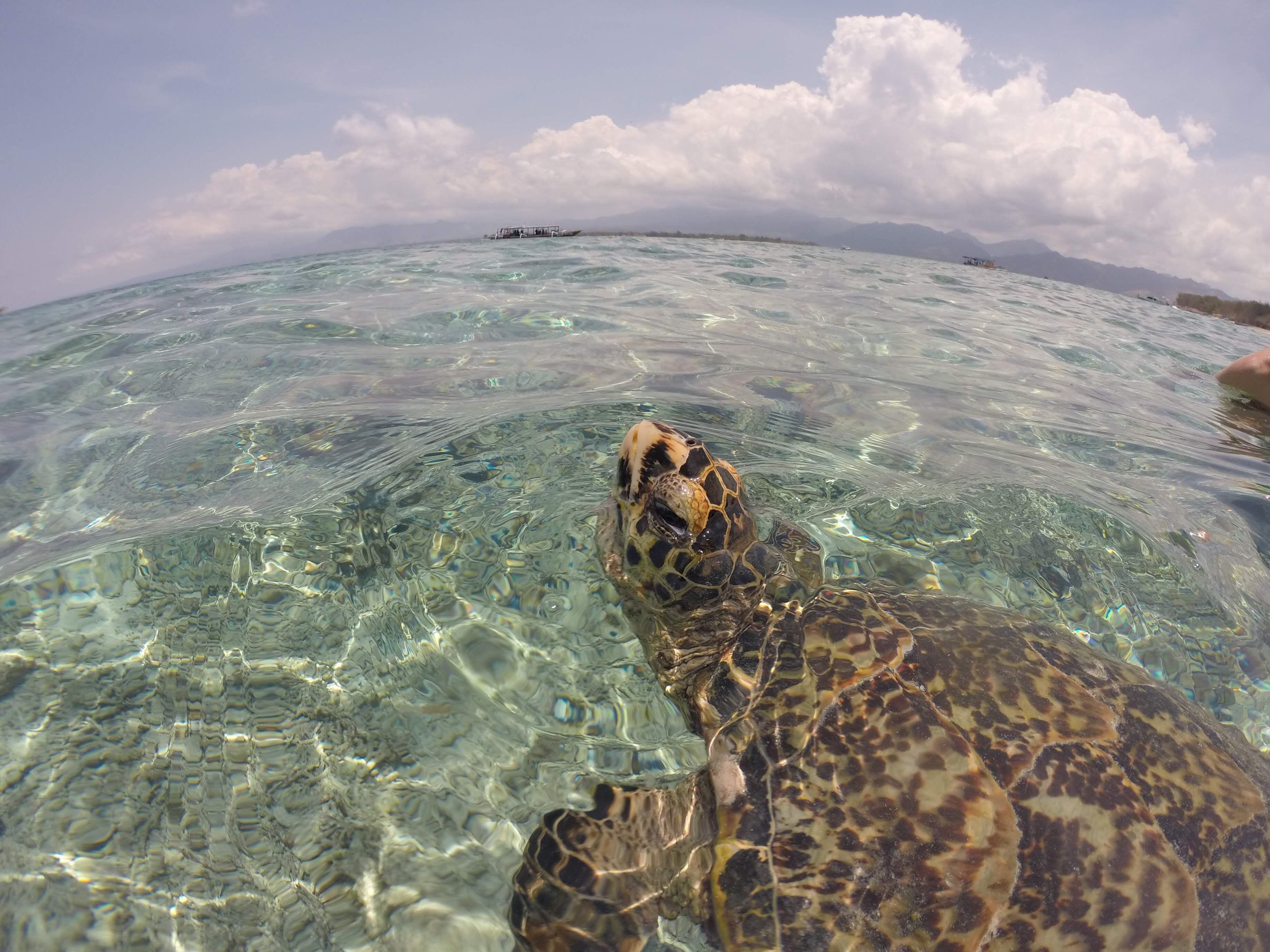 Tagged Turtles Are Helping Scientists Predict Cyclones | Innovation - Vimarsana News