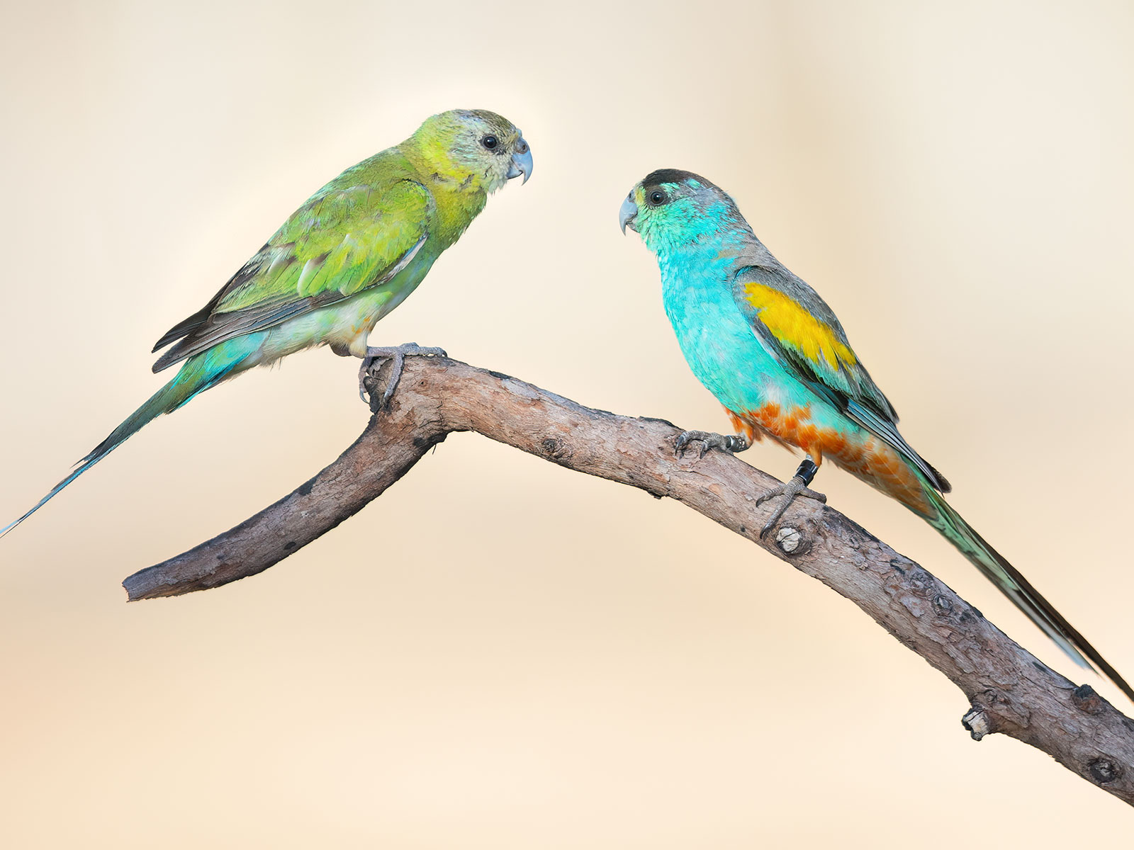 Australia's Most Endangered Parrot Faces an Unusual Threat: Trees | Science - Vimarsana News