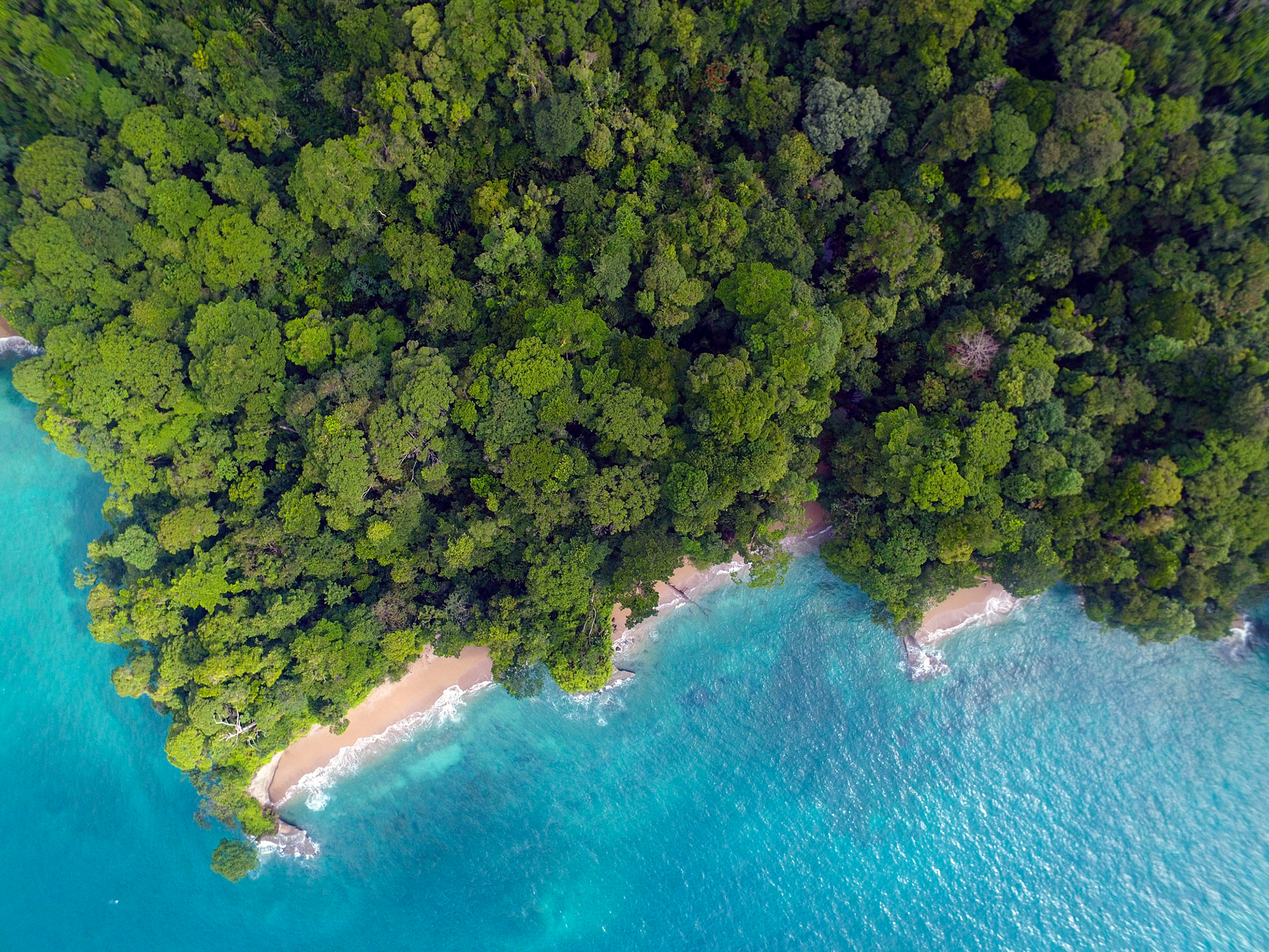 An indigenous language book presents the unique biodiversity of a Panamanian island - Vimarsana News