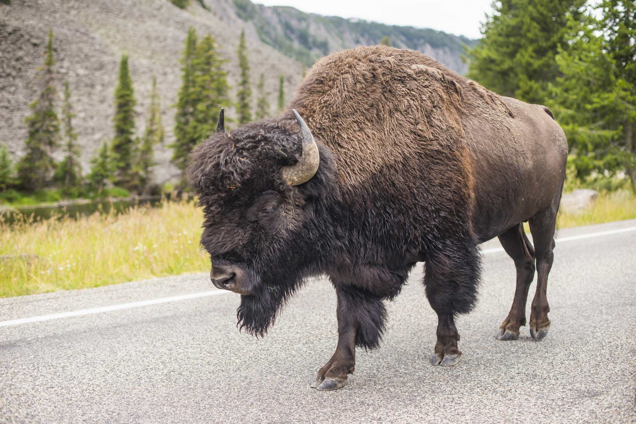 Woman Gored by a Bison in Yellowstone National Park | Smart News - Vimarsana News