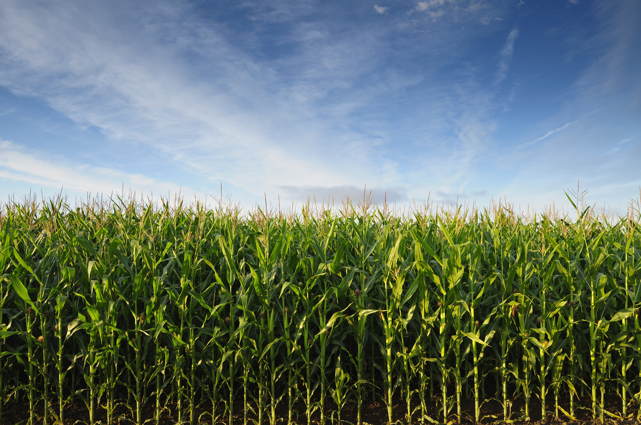 Is Hacking Photosynthesis the Key to Increasing Crop Yields? | Innovation - Vimarsana News