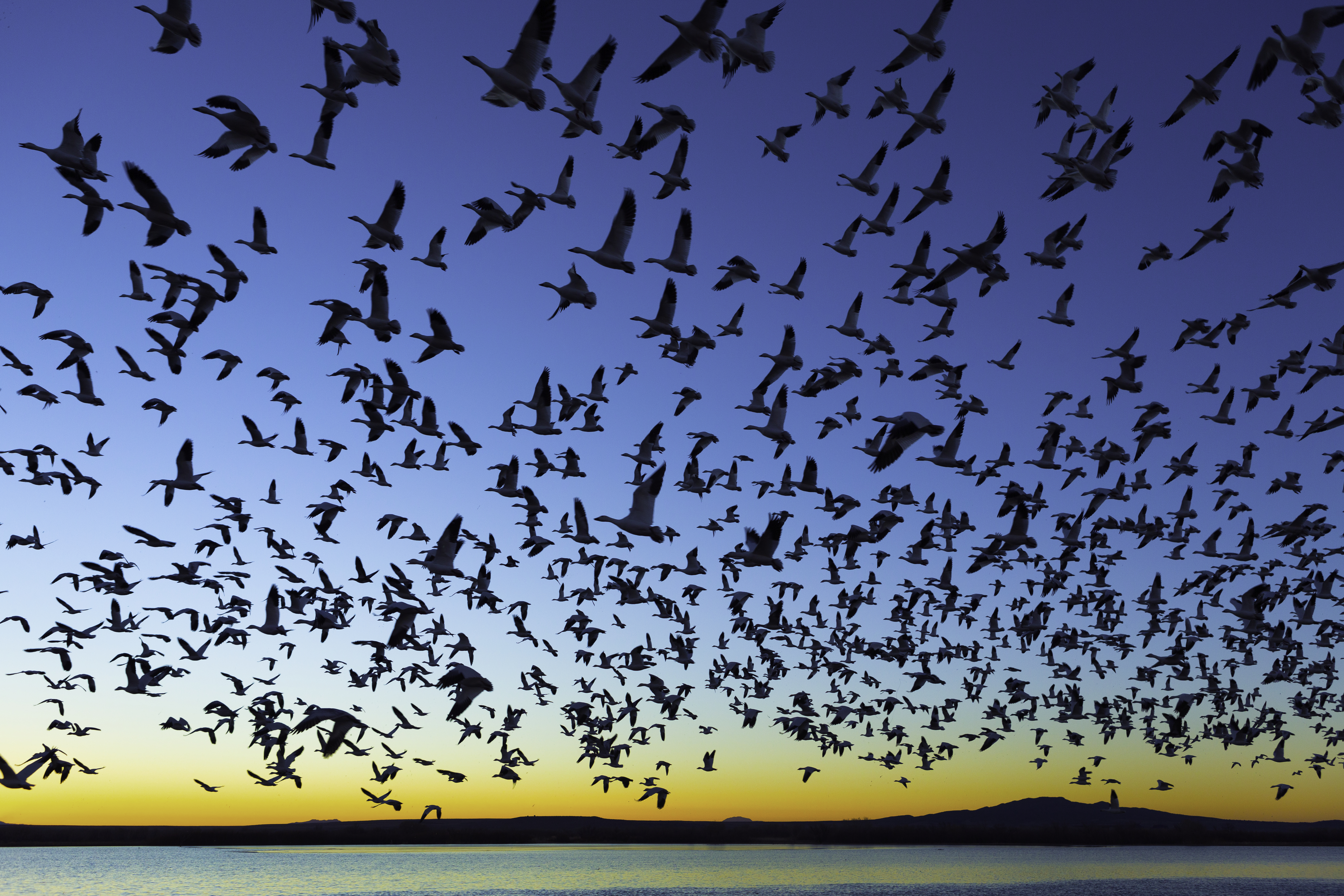 The Wonderful World of Birds | At the Smithsonian | Smithsonian Magazine - Vimarsana News