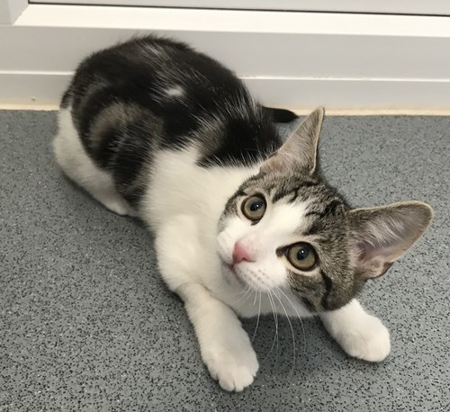 Meet the Rare Gender-Neutral Kitten With No Sex Organs | Smart News - Vimarsana News