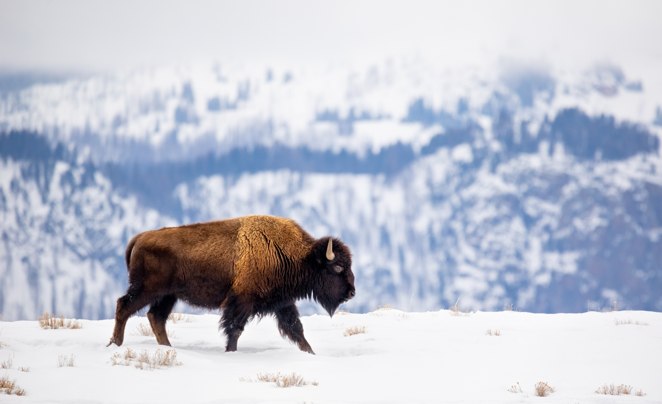 Controversial Yellowstone Hunt Kills More Than 1,100 Bison | Smart News - Vimarsana News