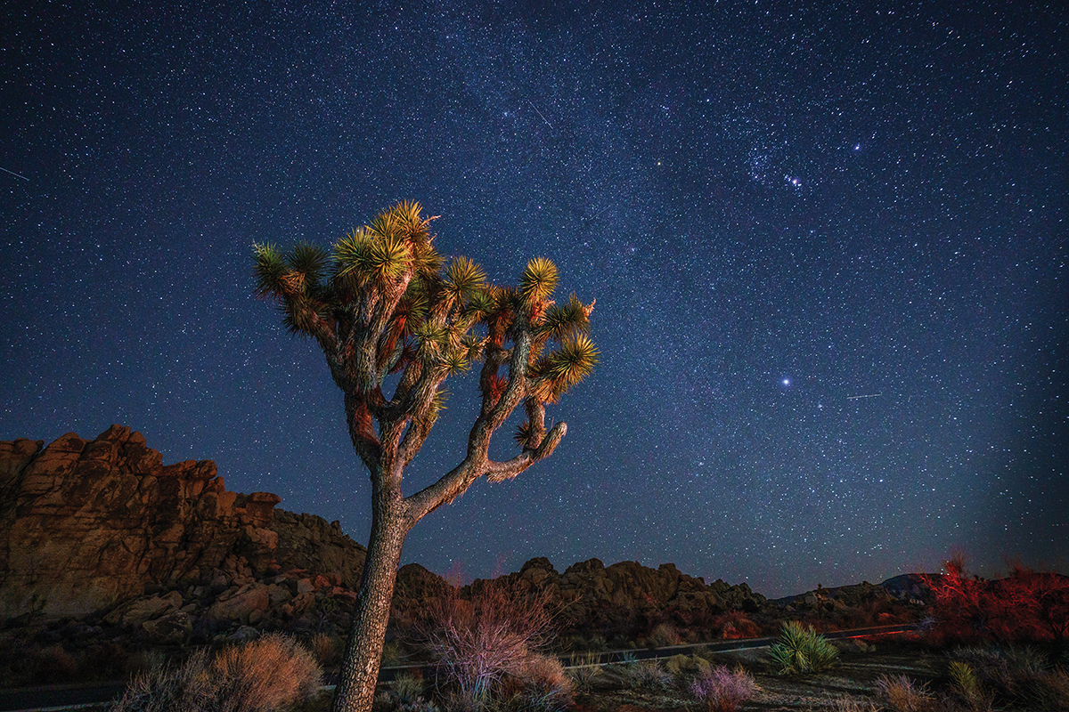 What Does the Future Hold for the Joshua Tree? | Science - Vimarsana News