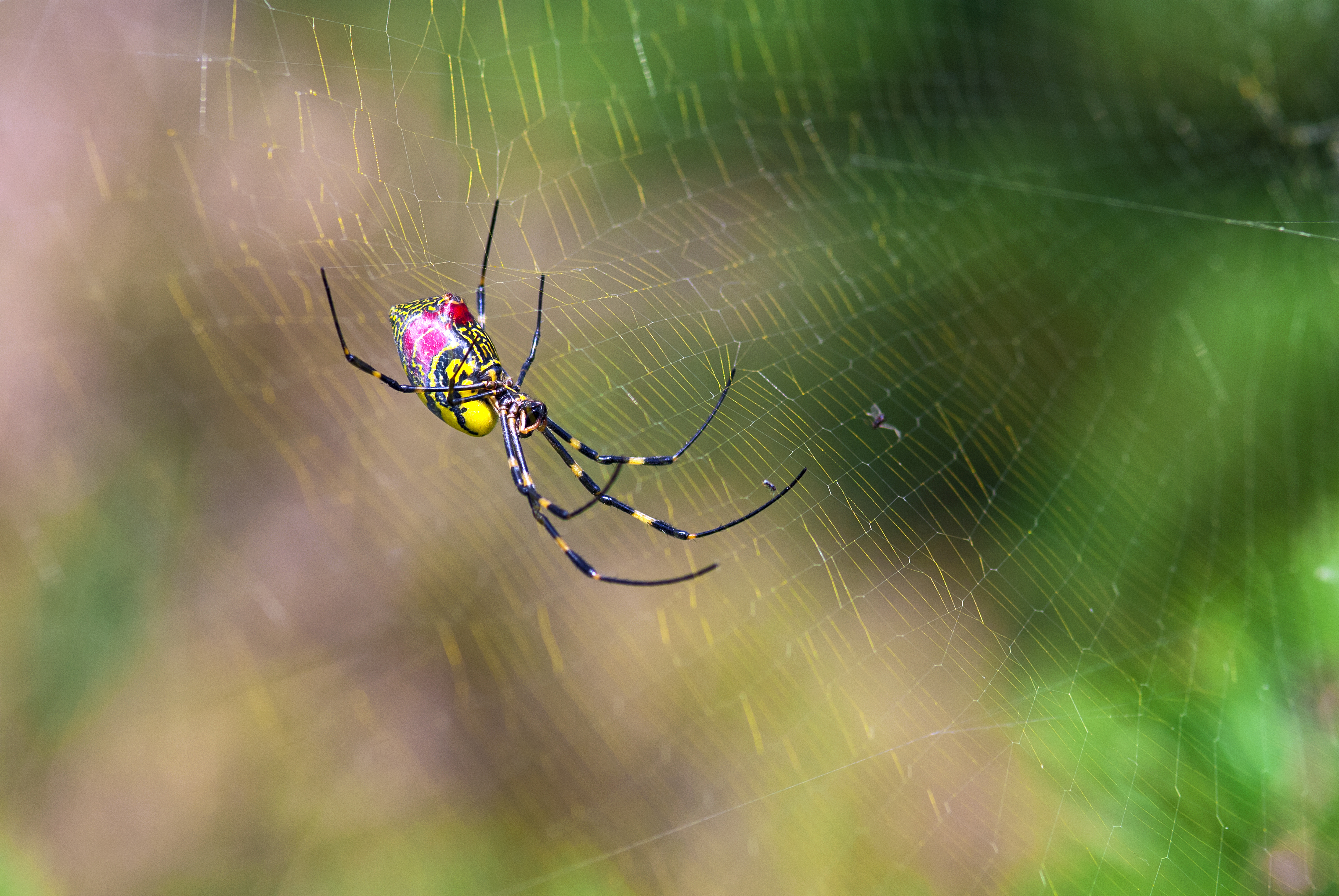 Large, Parachuting Spiders Could Soon Invade the East Coast, Study Finds | Smart News - Vimarsana News