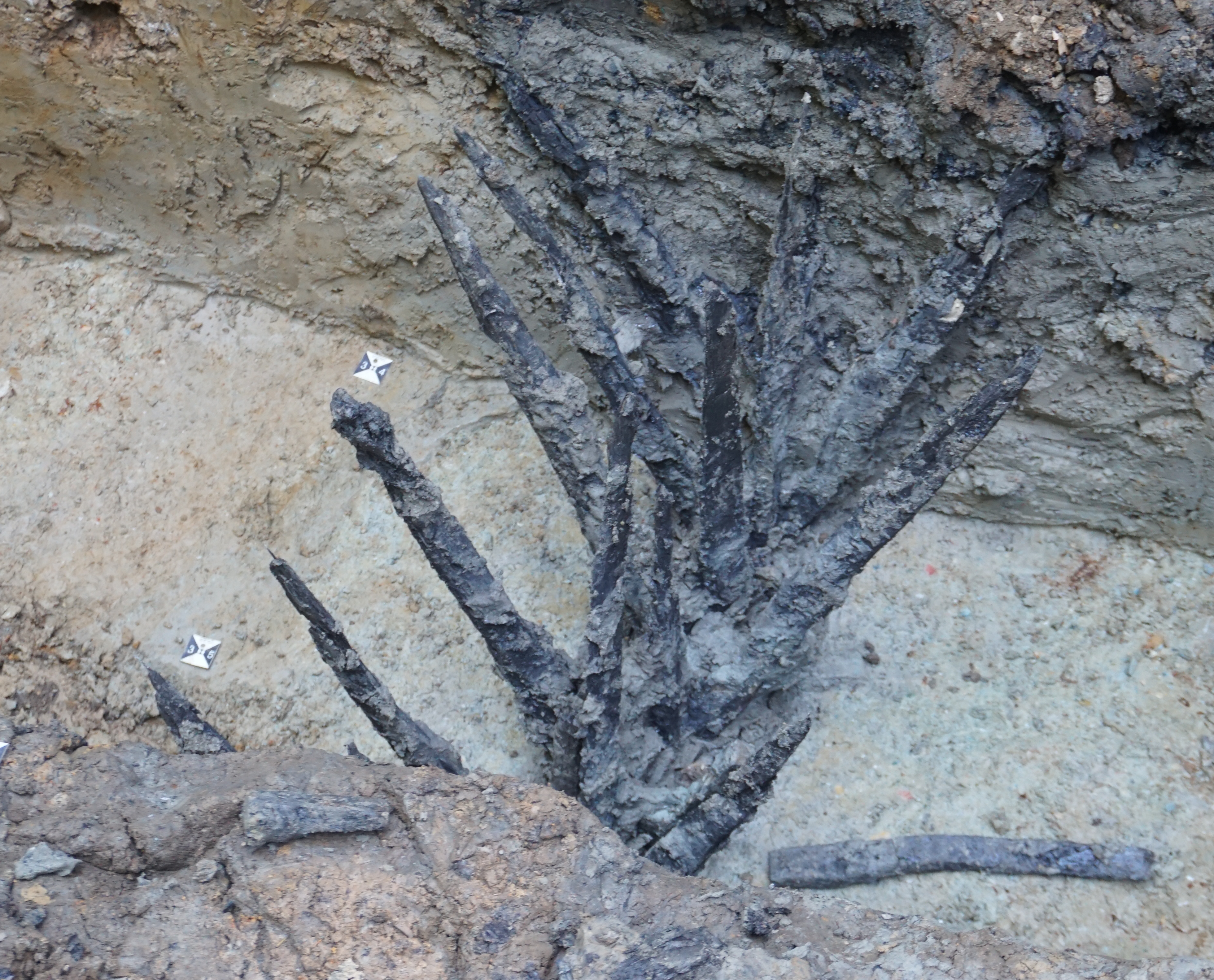 Archaeologists Discover Wooden Spikes Described by Julius Caesar | Smart News - Vimarsana News
