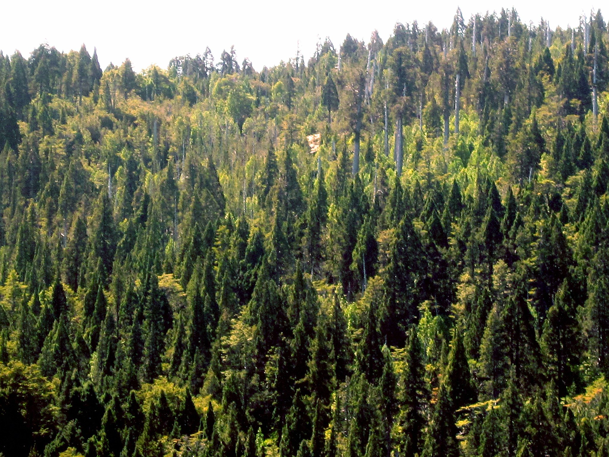 A New Candidate for Oldest Tree in the World Is Discovered in Chile | Smart News - Vimarsana News