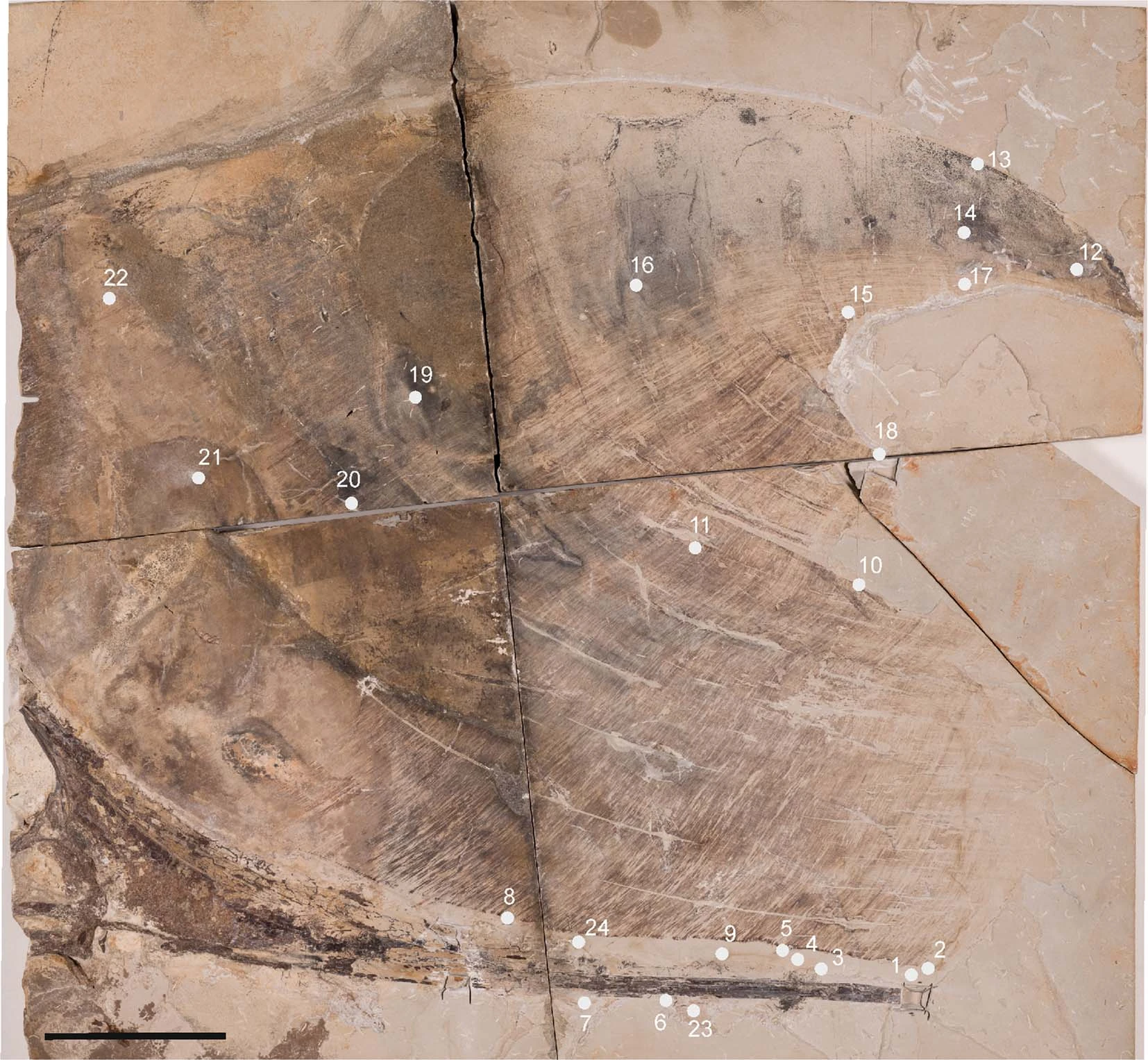 Pterosaurs May Have Had Vibrant Feathers Like Modern Birds | Smart News - Vimarsana News