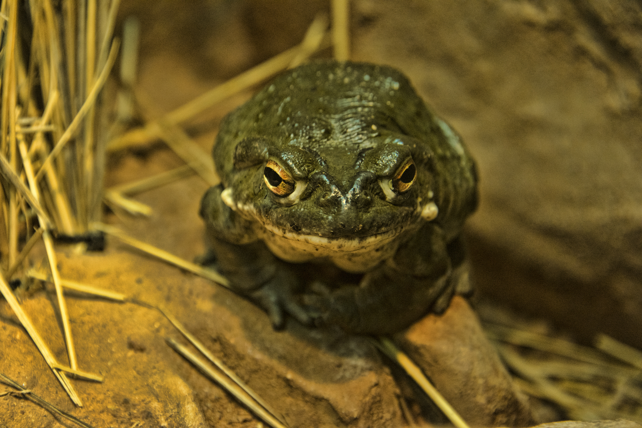 Don't Lick This Toad, National Park Service Says | Smart News - Vimarsana News