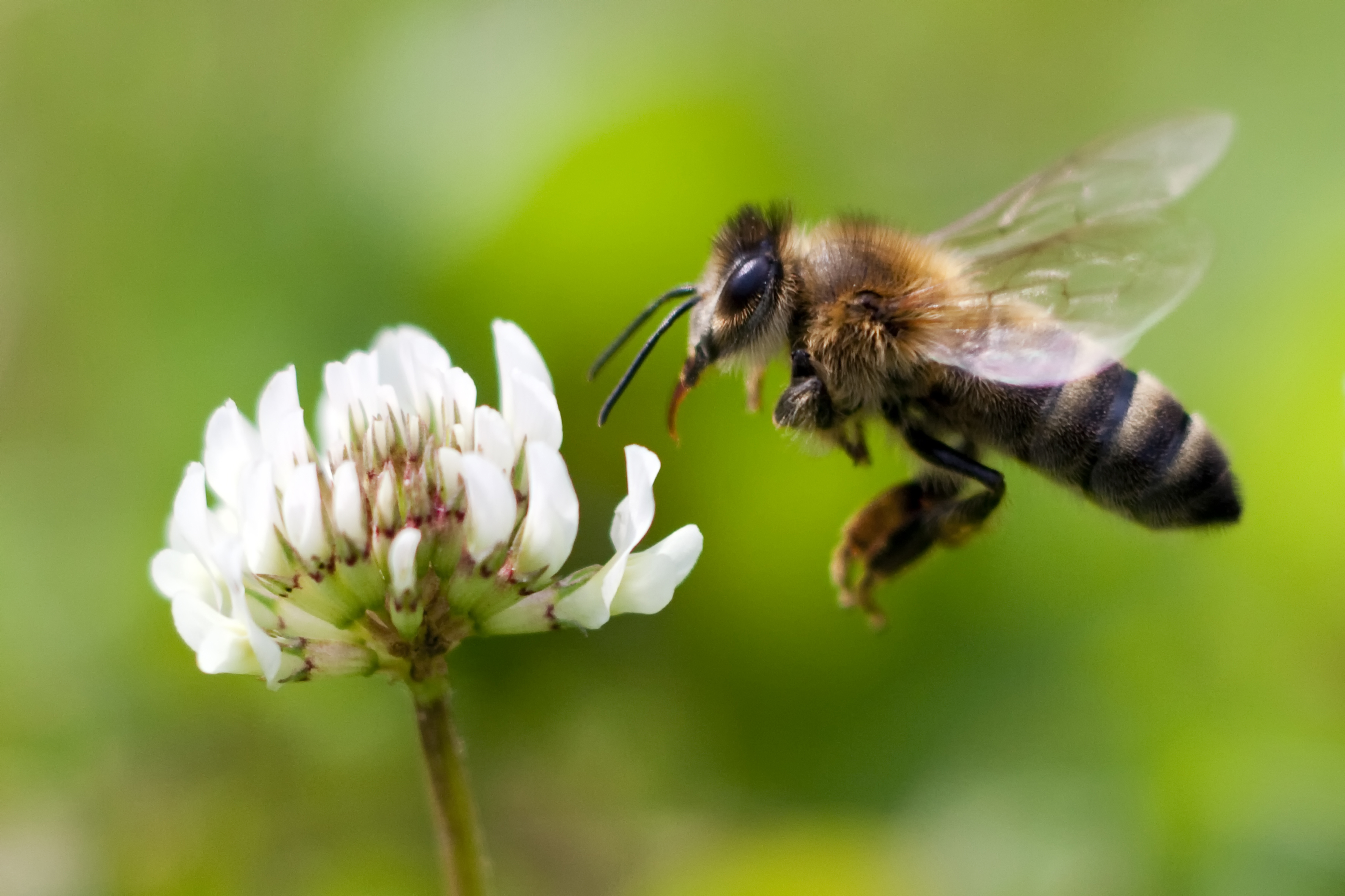 Forensic Scientists Are Testing Whether Honey Bees Can Help Locate Human Bodies | Smart News - Vimarsana News