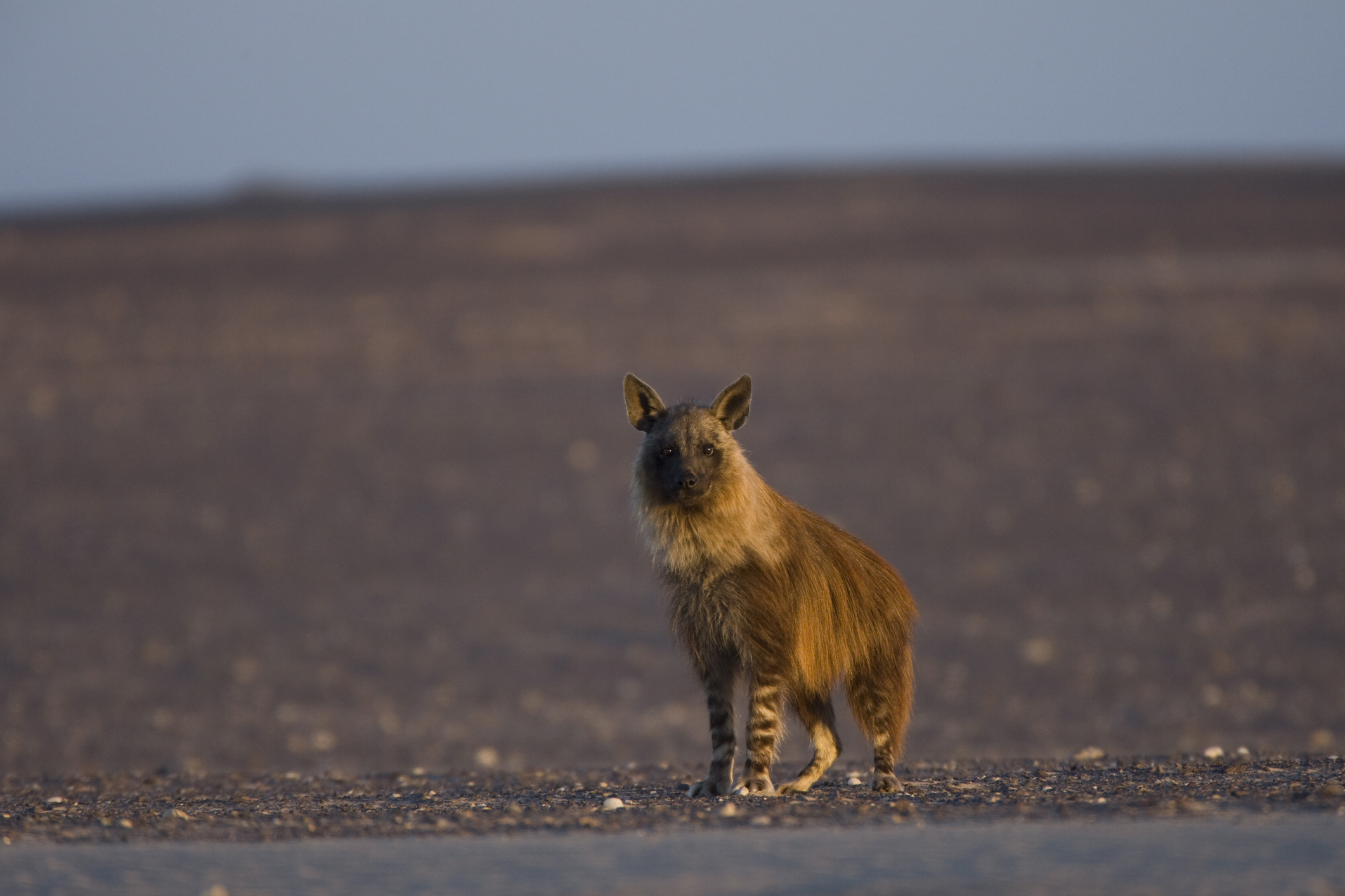 Namibia's brown hyenas live in small clans but often travel and hunt alone.