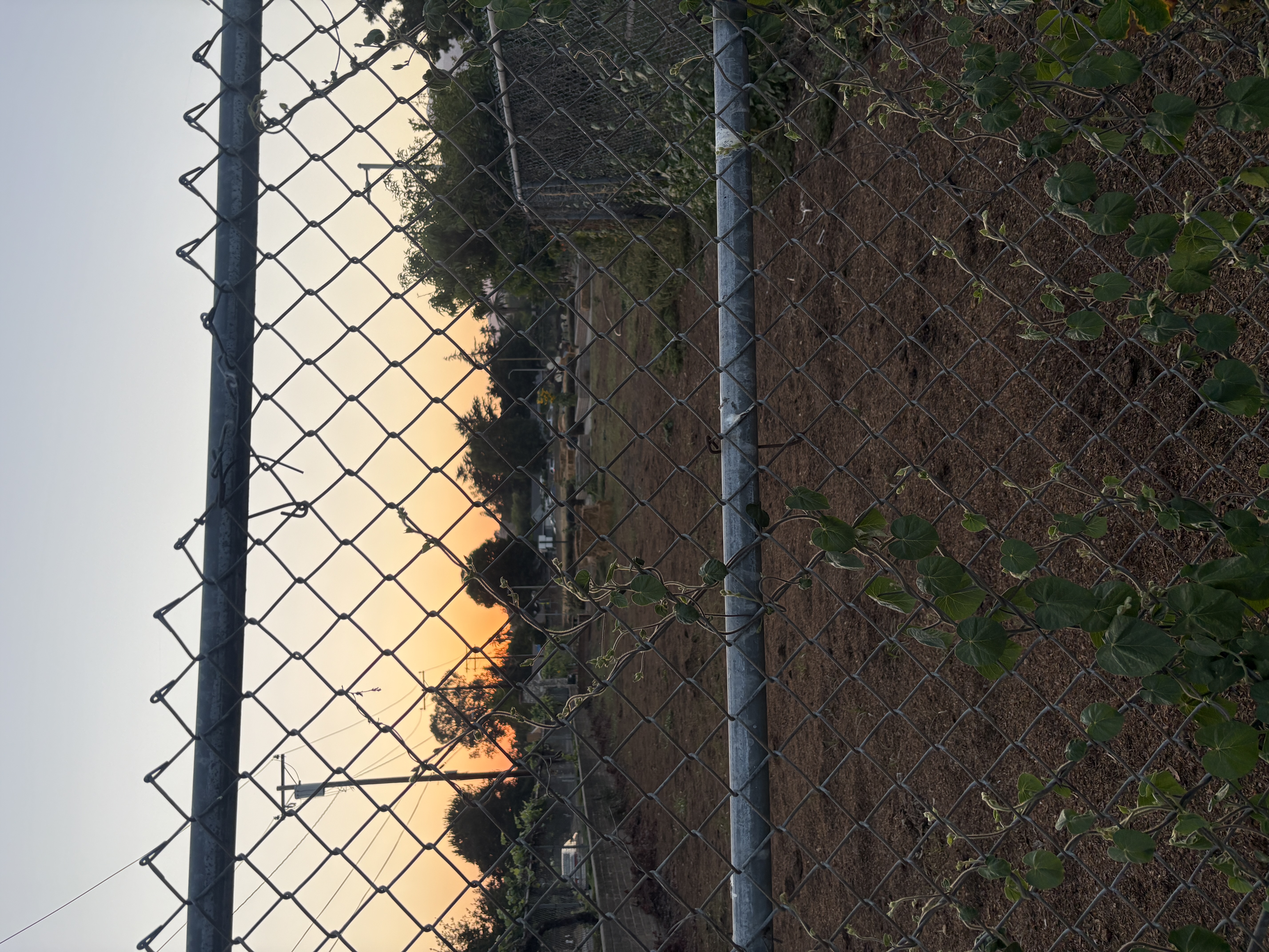 a sunset behind a chain-link fence with a plant growing on it