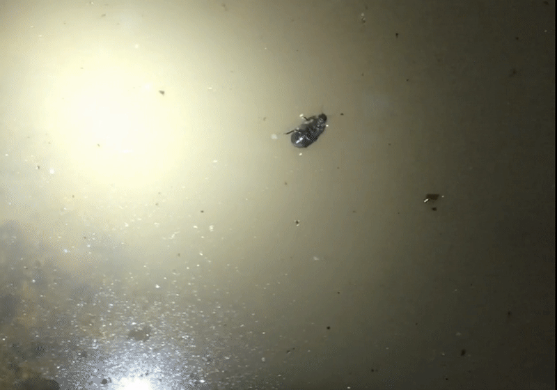 A gif image of a water beetle scurrying upside-down beneath the water's surface