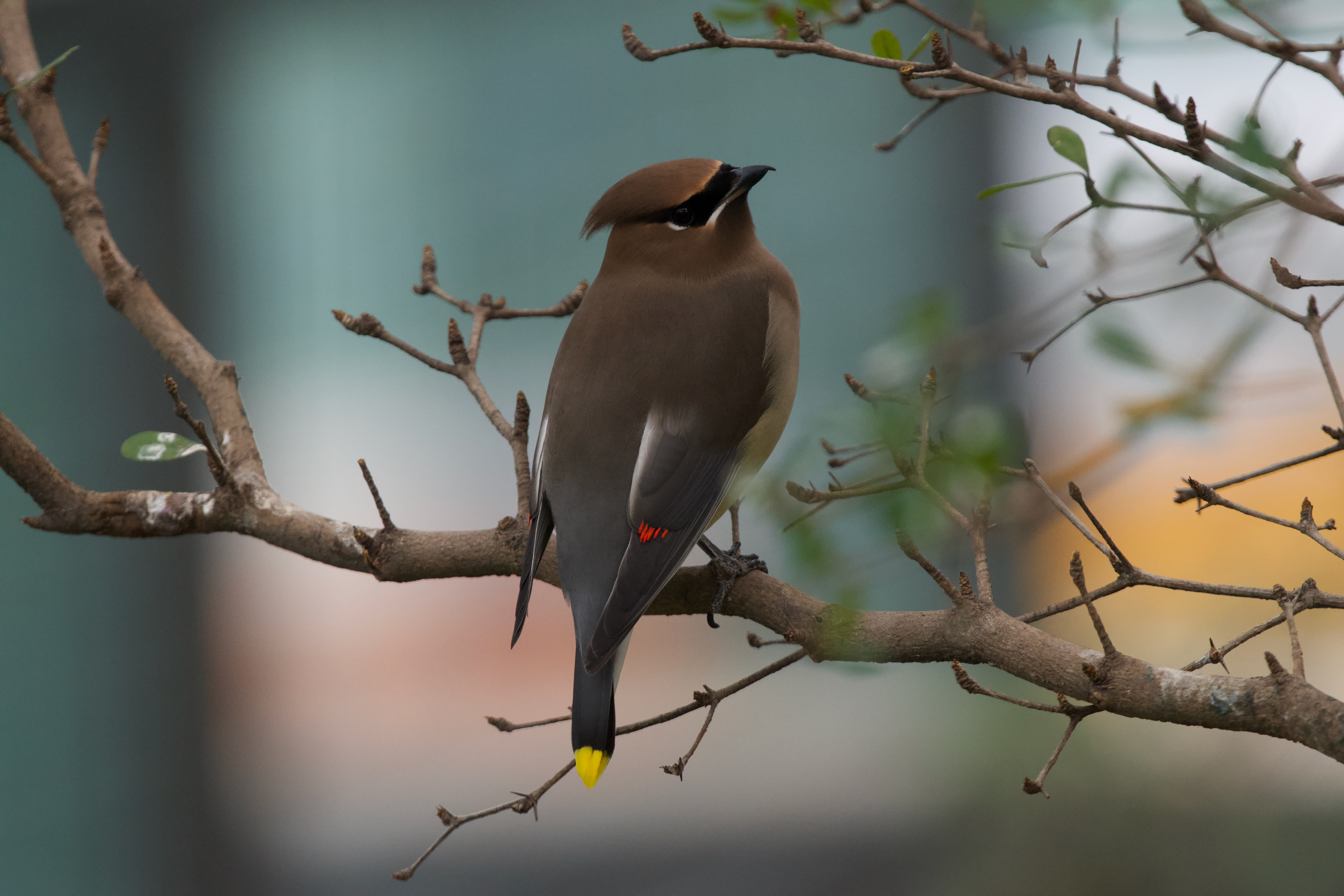 Experience the Wonder of Migration at the National Zoo's New Bird House | At the Smithsonian - Vimarsana News