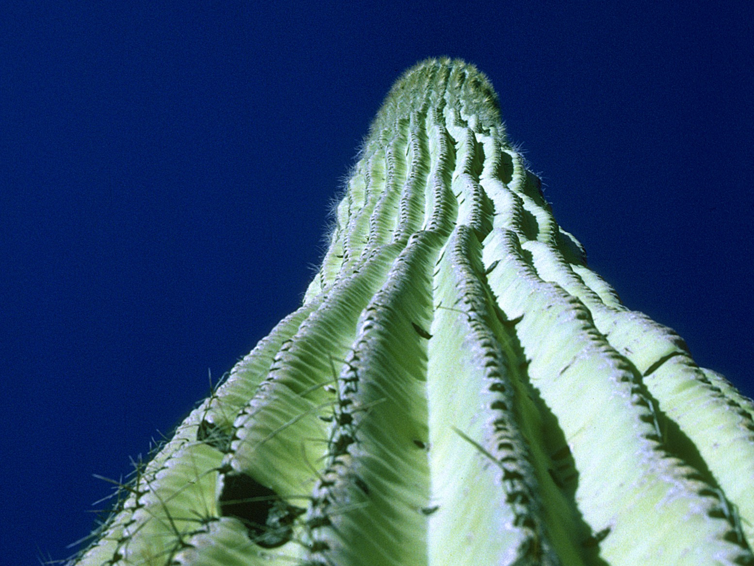 How a Smithsonian Botanist Cracked the Cactus Code a Century Ago - Vimarsana News