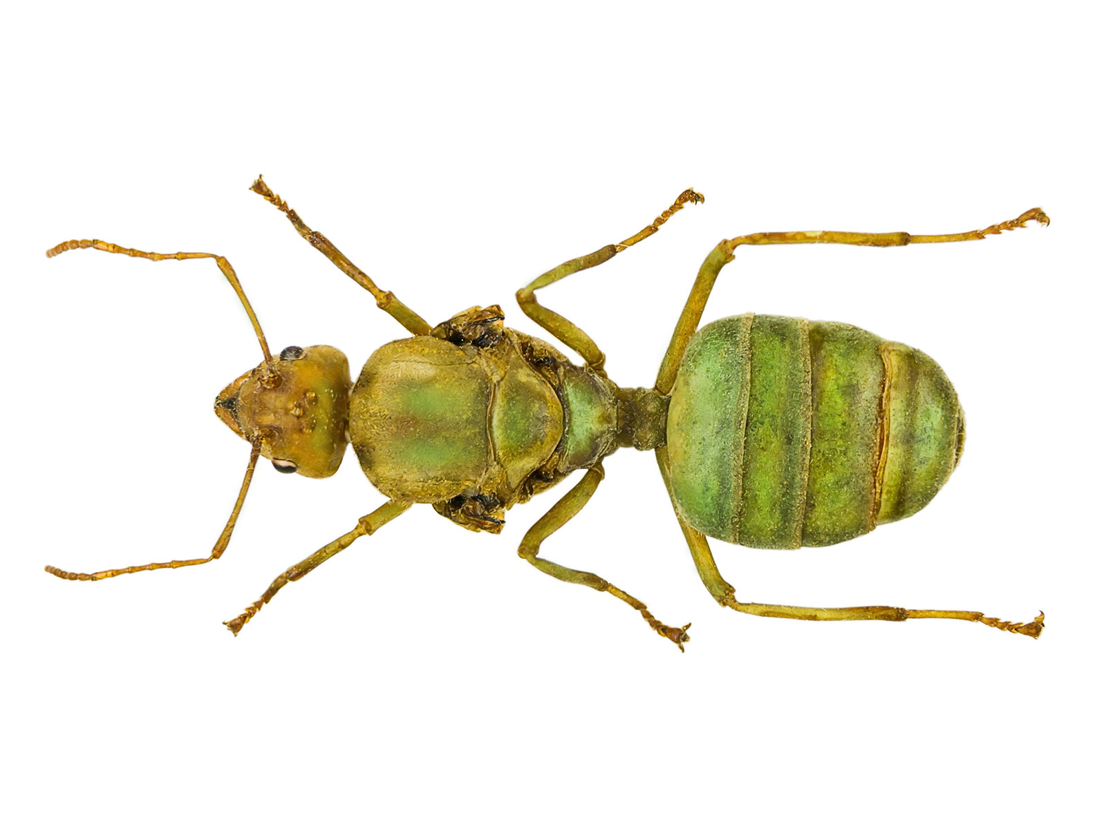 How Can Ant and Termite Queens Live So Long? | Science - Vimarsana News