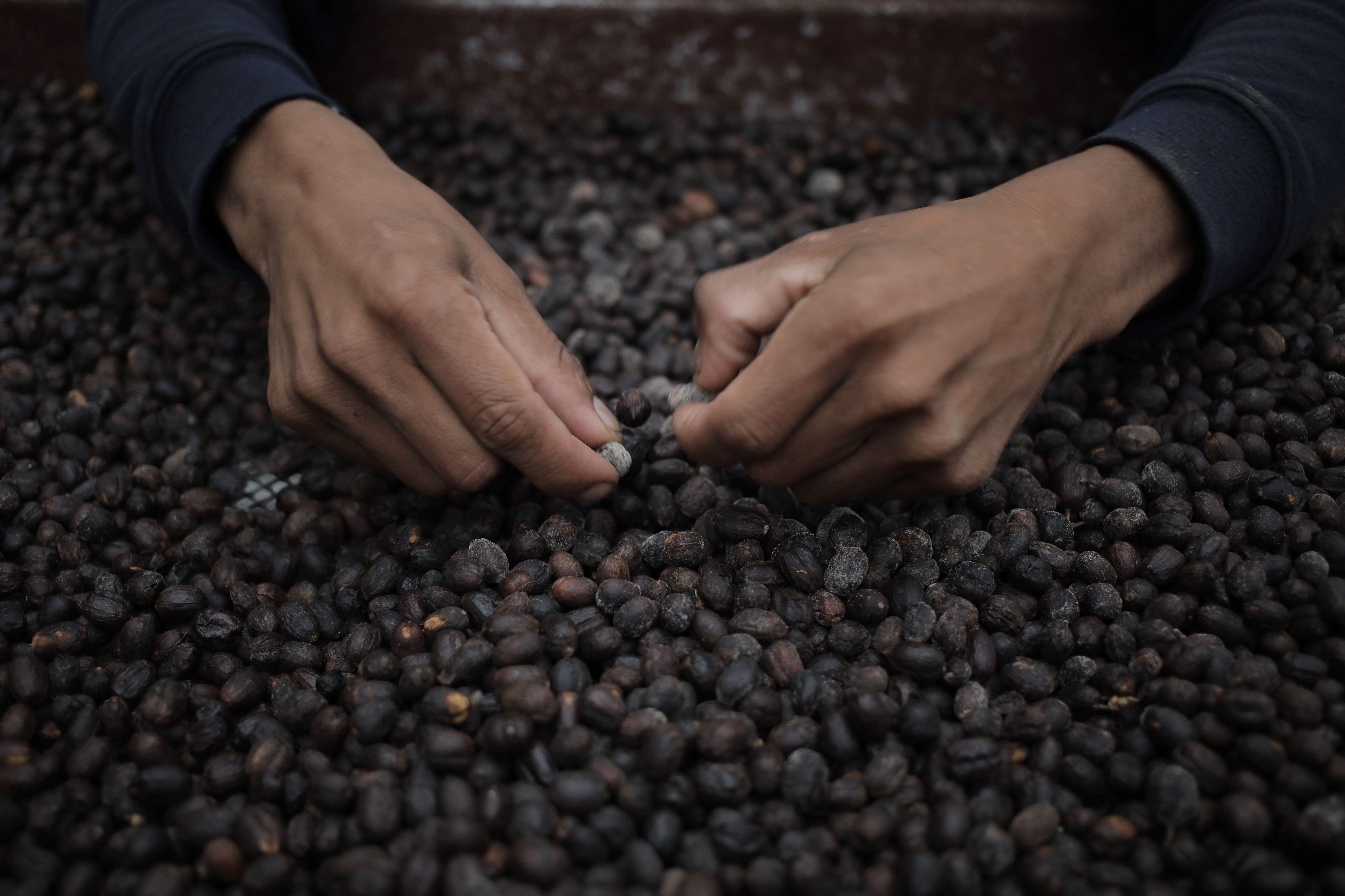 Experience Panama's Coffee Farming Tradition in the Chiriquí Highlands | Travel - Vimarsana News