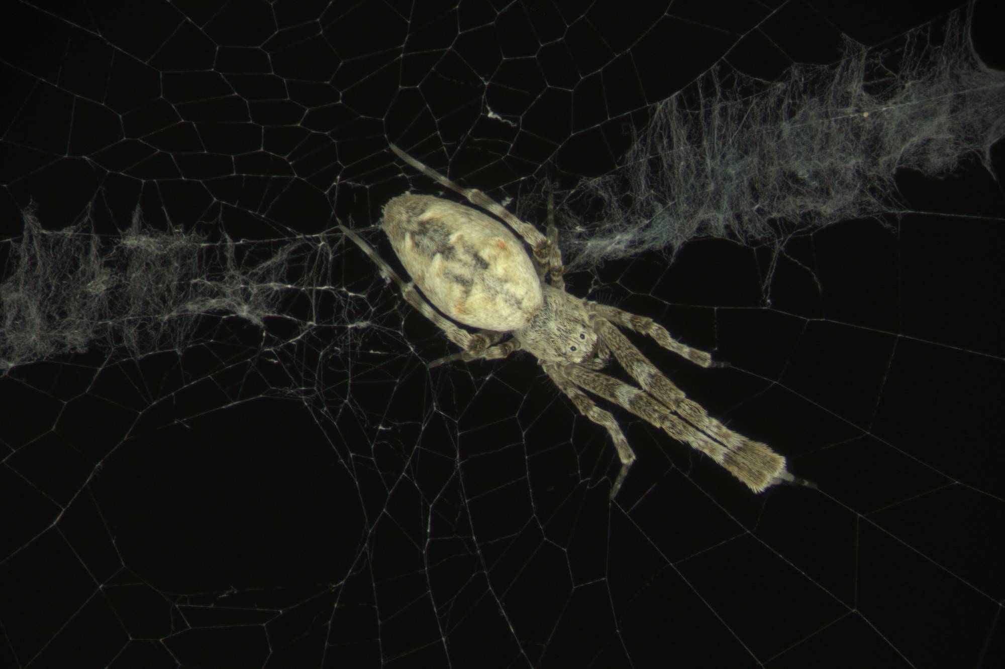 Using Night Vision and AI, Scientists Recorded Spiders' Entire Choreography for Web Building | Smart News - Vimarsana News