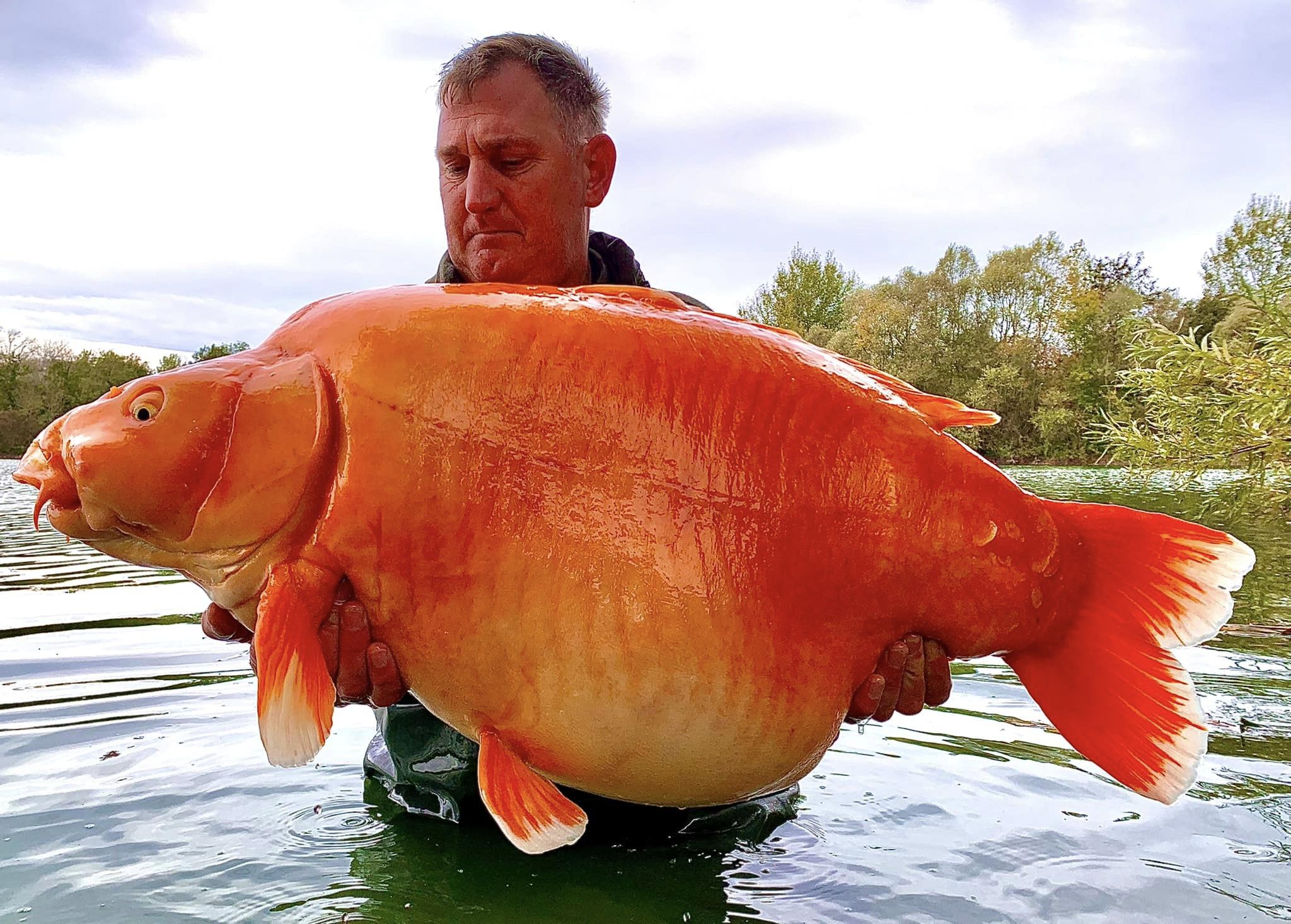 Angler Reels in 67-Pound Goldfish in France | Smart News - Vimarsana News