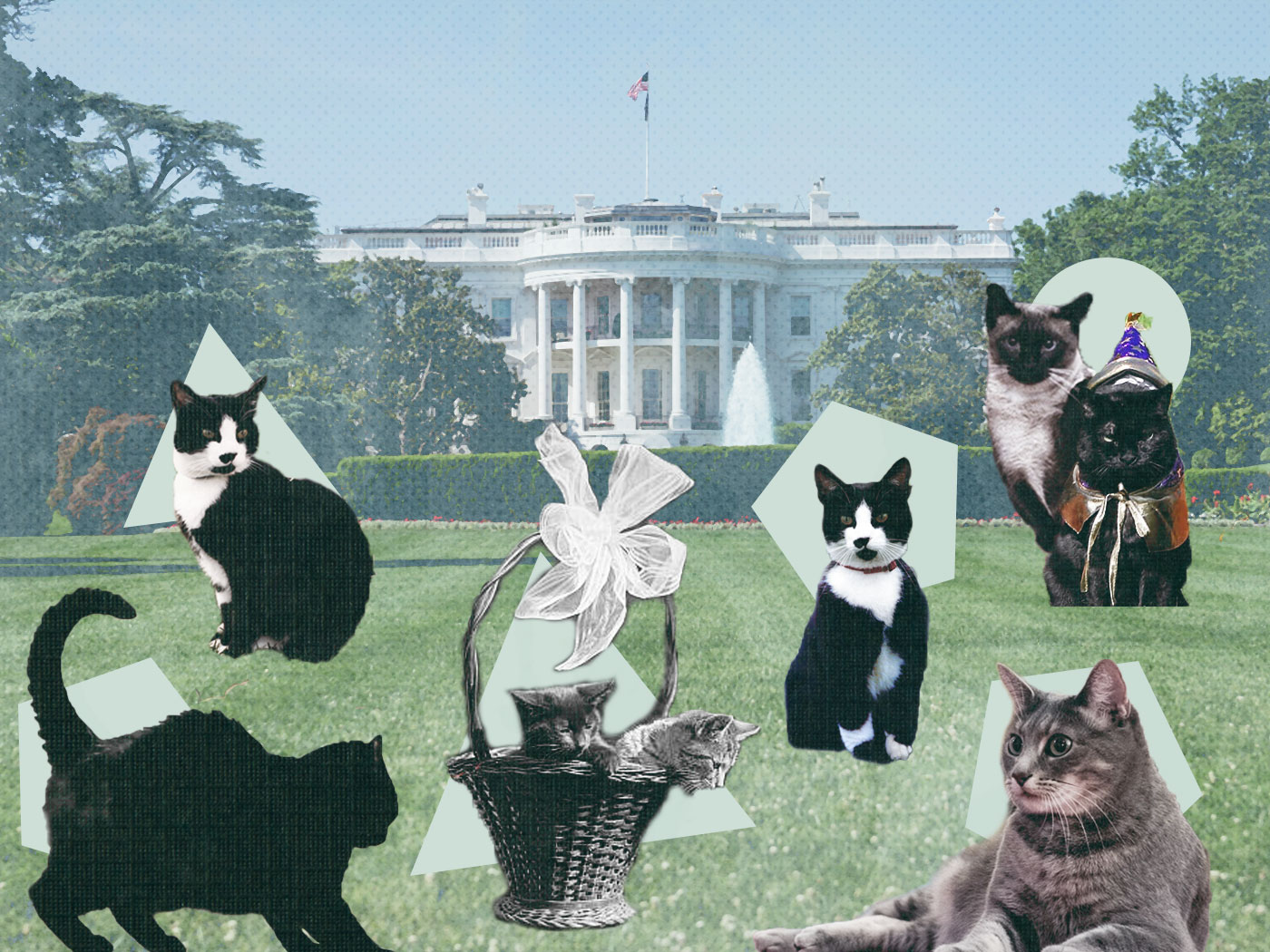 A Colorful History of Cats in the White House | History - Vimarsana News