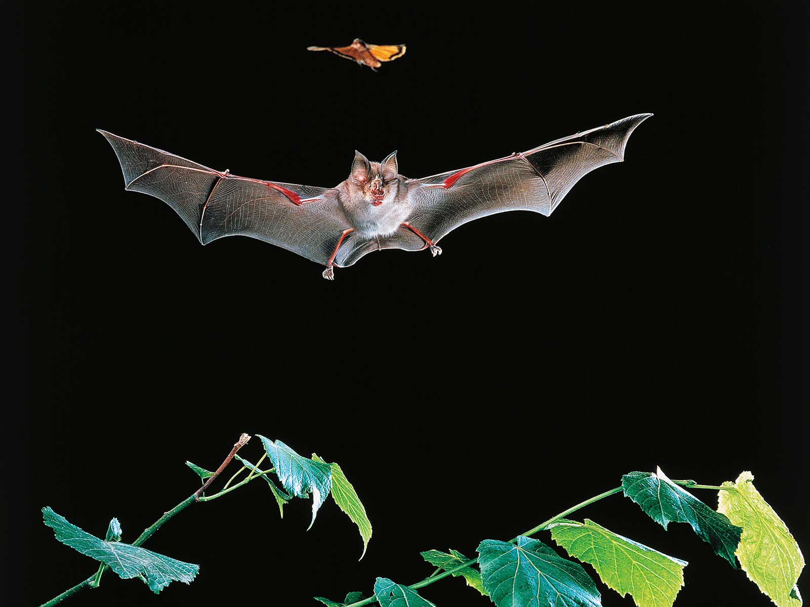 Five Amazing Adaptations That Help Animals Thrive in the Dark | Science - Vimarsana News
