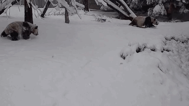 A gif image of a panda cub rolling in the snow