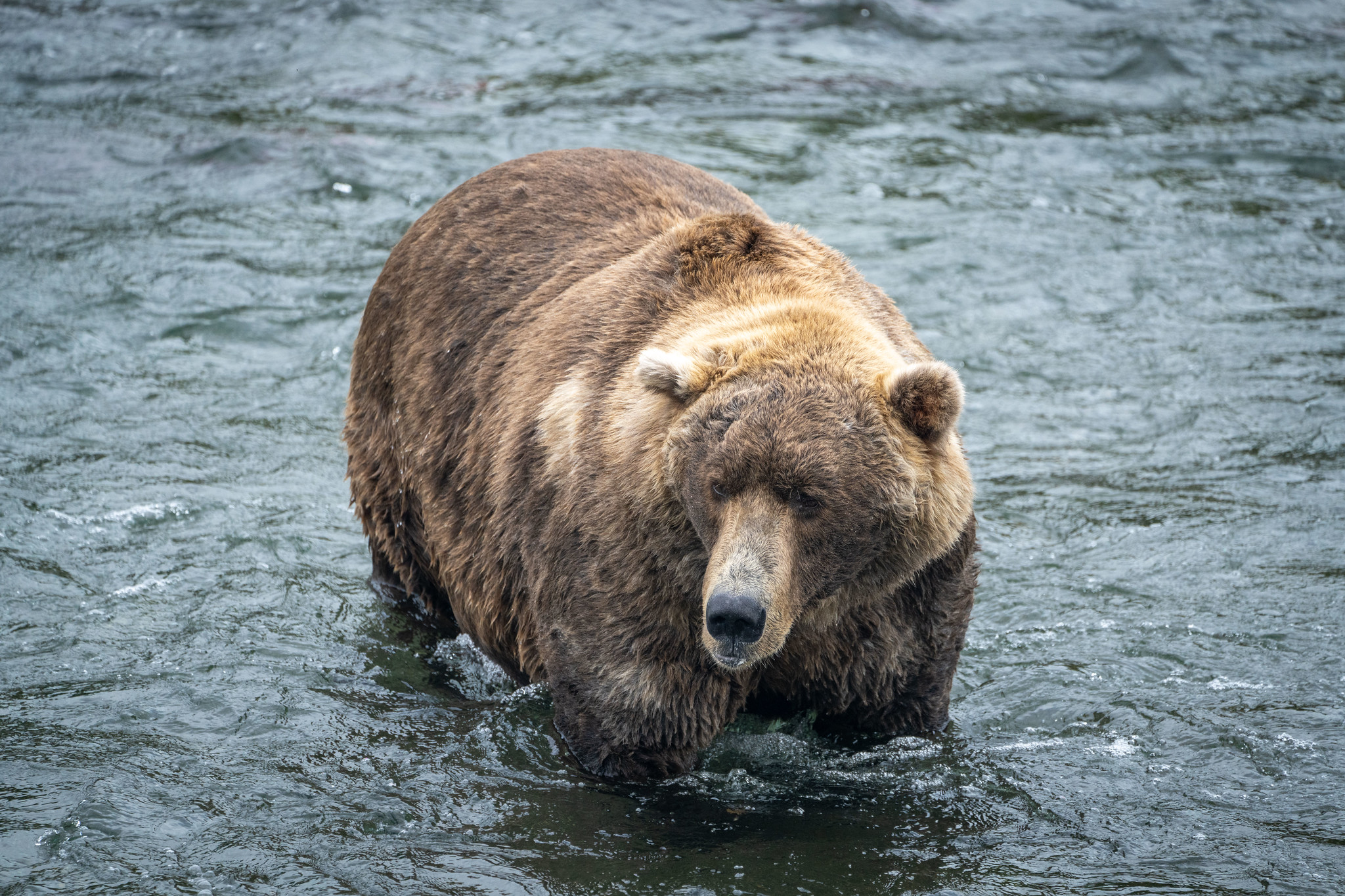What Is Fat Bear Week? | Travel | Smithsonian Magazine