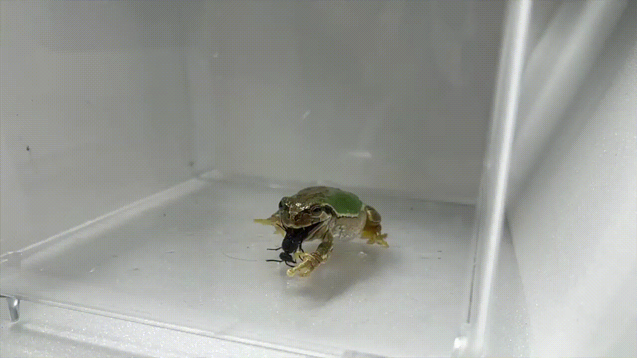 A gif of a male wasp escaping the mouth of a frog