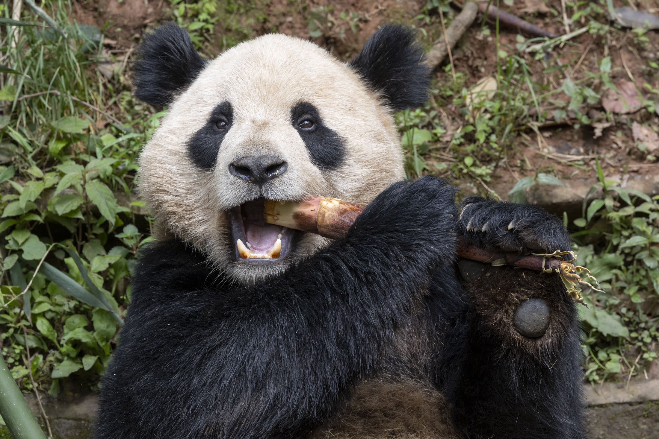 Two Pandas Arrive at the San Diego Zoo, the First to Enter the U.S. in ...