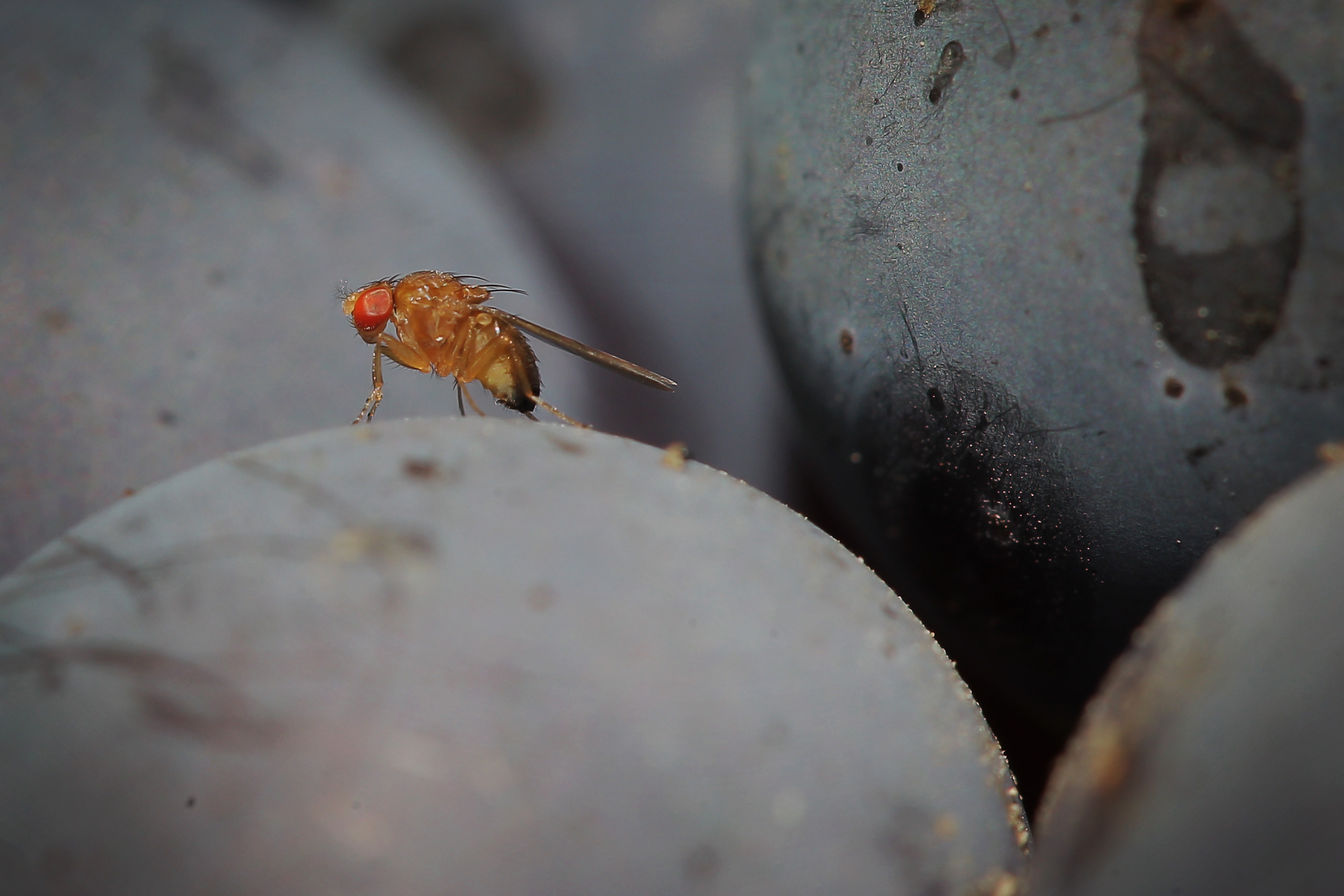 See the First Complete Map of an Insect's Brain | Smart News - Vimarsana News