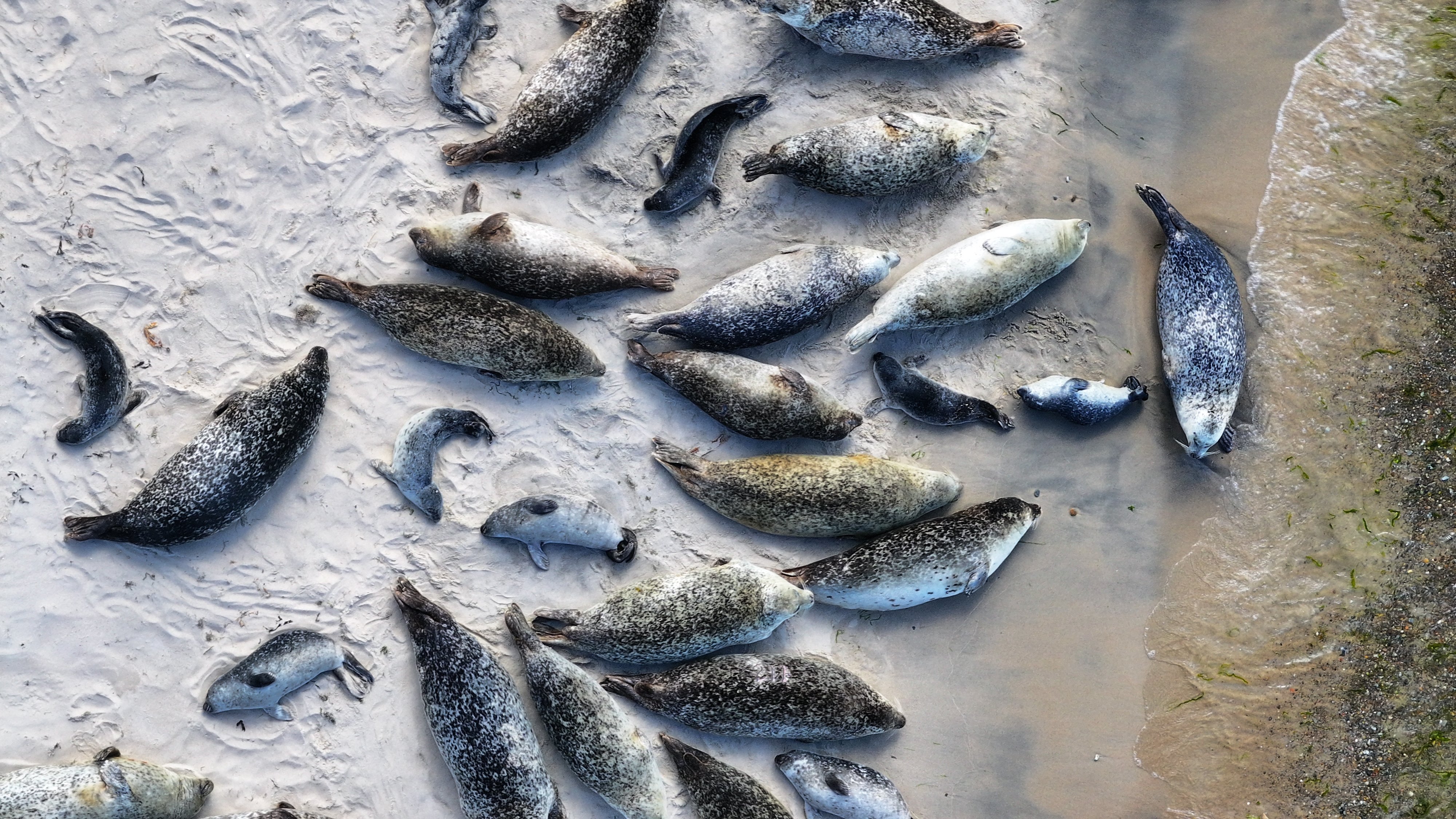 overhead view of adult and juvenile seals lying on sand