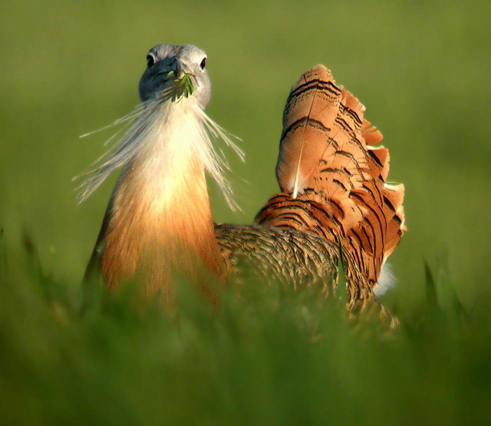 These Giant Birds Might Self-Medicate Their STIs | Smart News - Vimarsana News