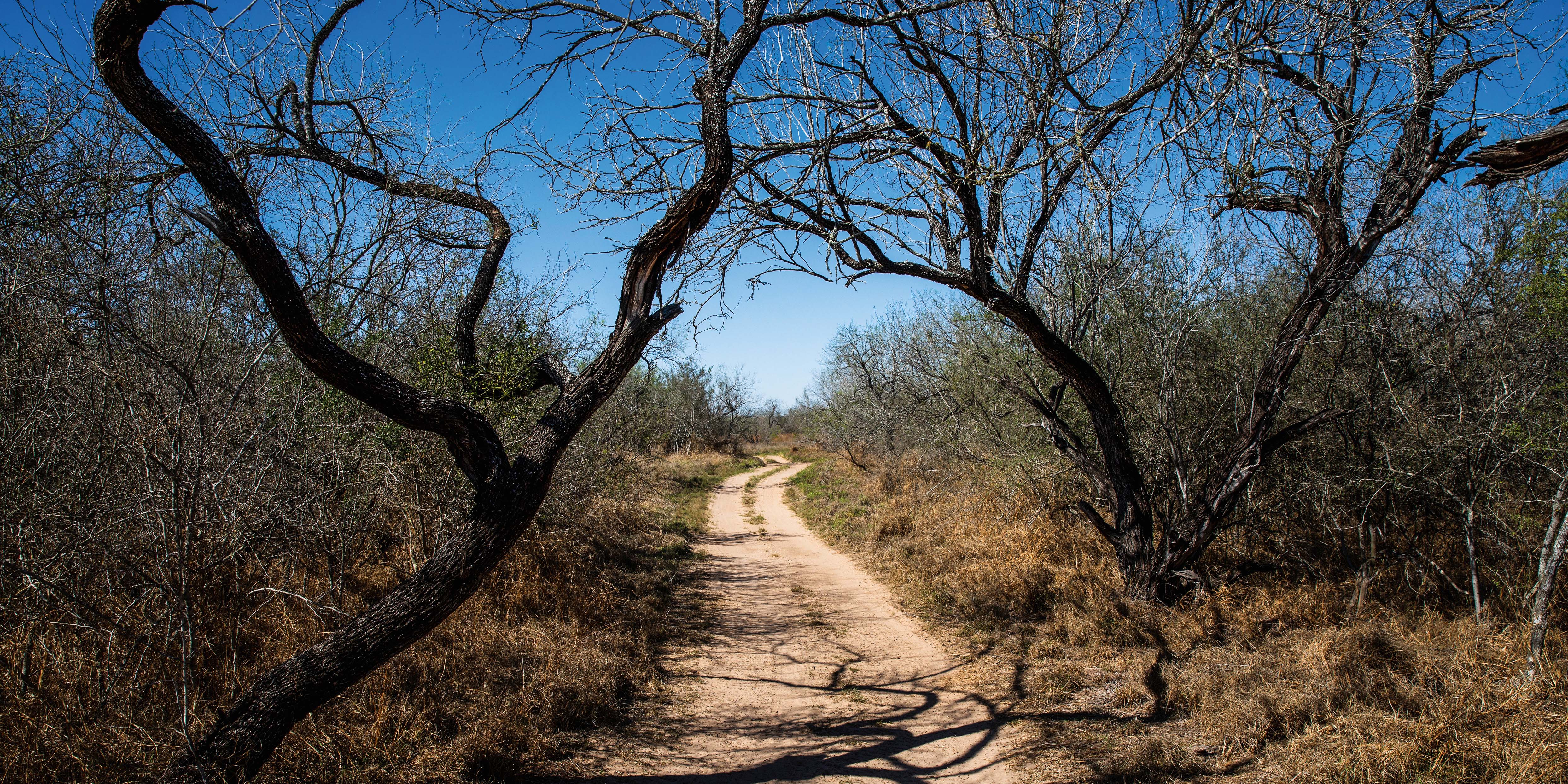 The Southbound Underground Railroad Brought Thousands of Enslaved Americans to Mexico | History - Vimarsana News