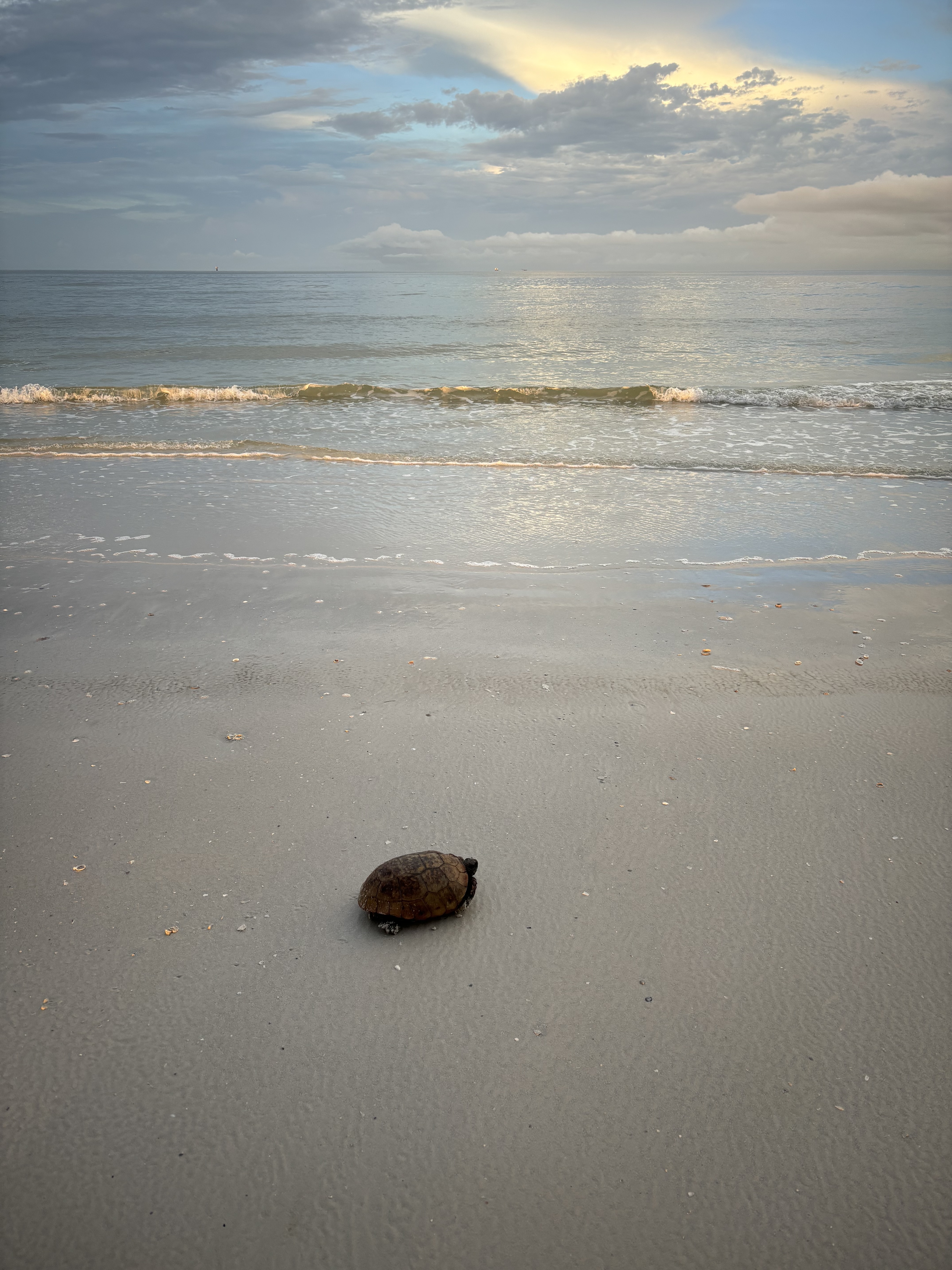 Tortoise on the beach
