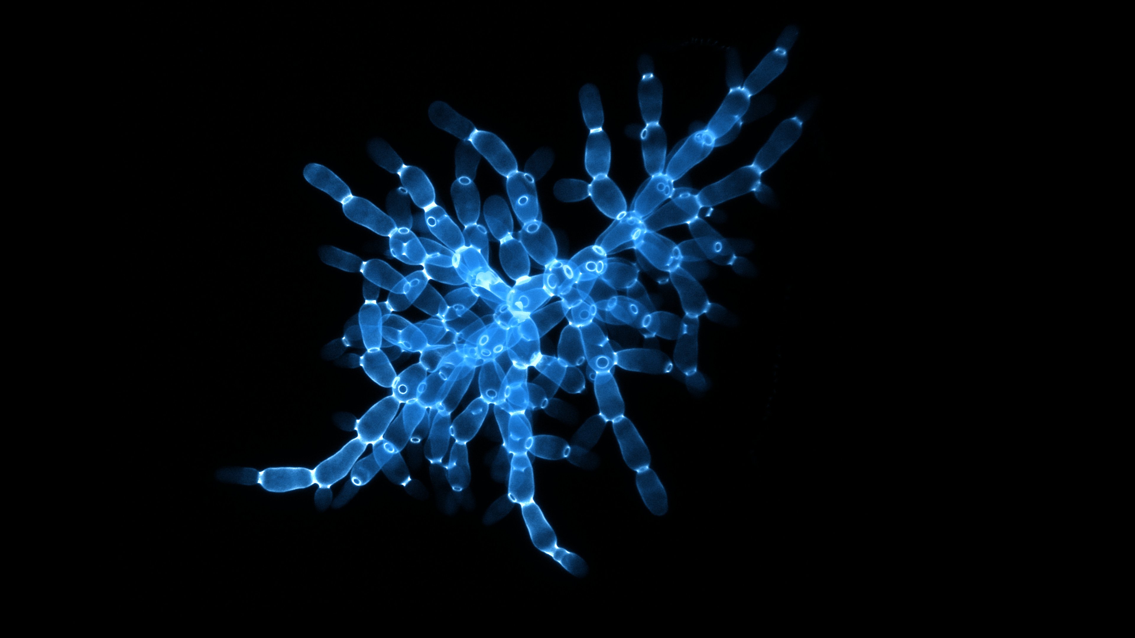 Evolving Yeast Shows How Complex Life May Have Arose | Smart News - Vimarsana News