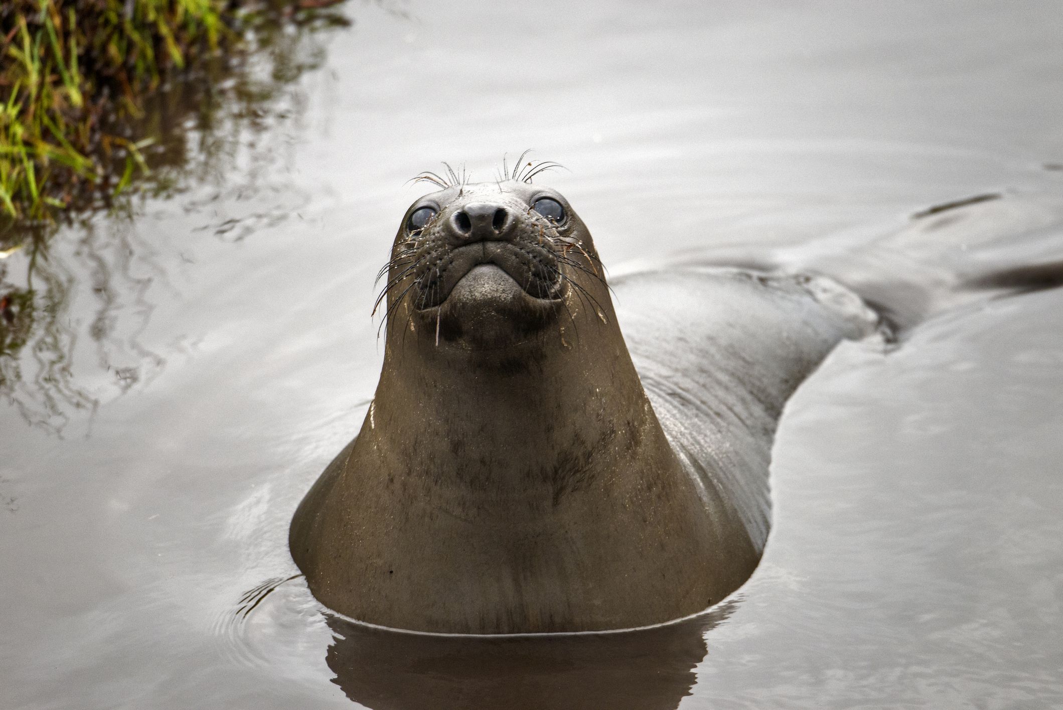 Seals Use Their Whiskers to Help Hunt in the Deep Ocean | Smart News - Vimarsana News