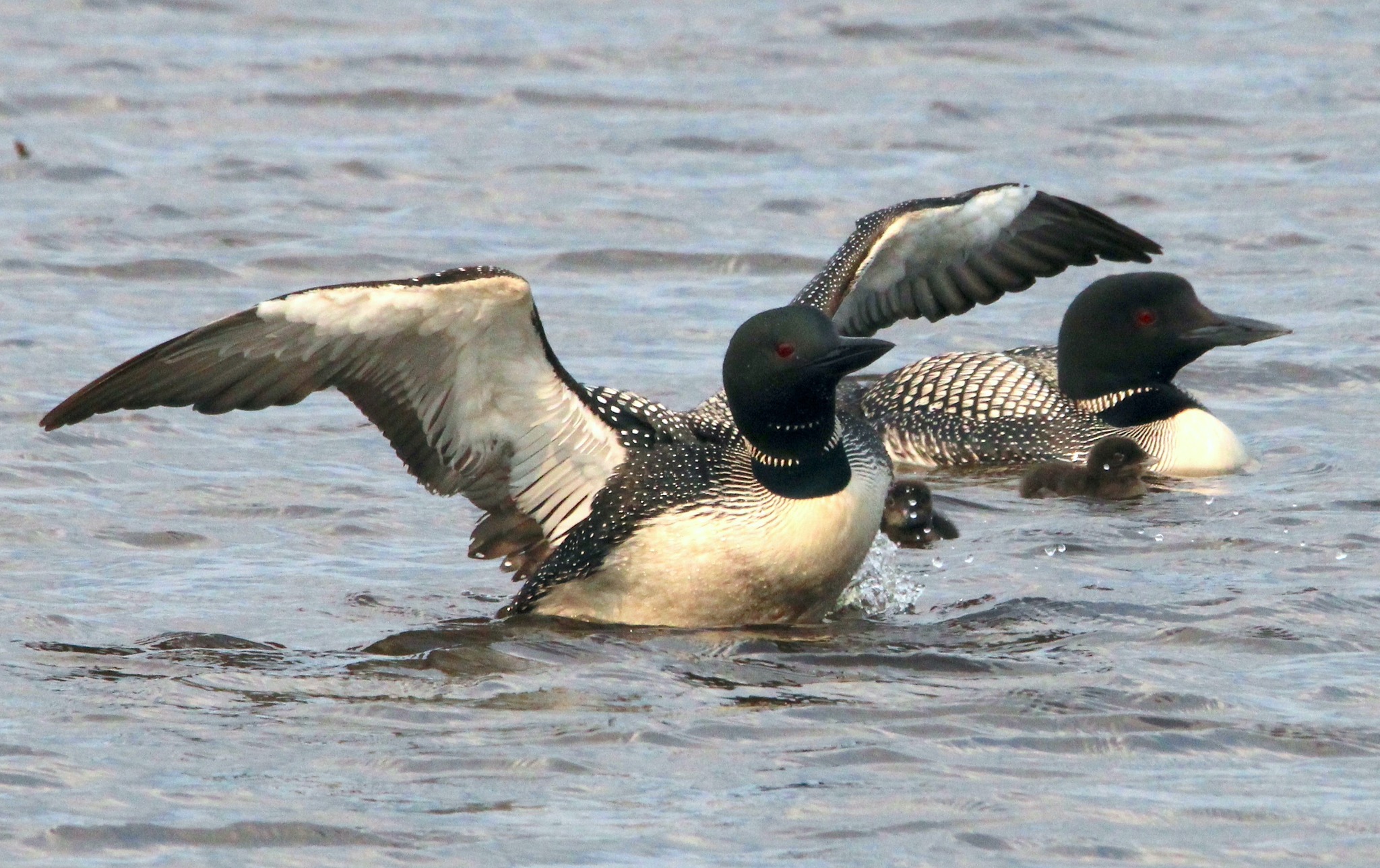 She’s the Oldest Common Loon in the World. She Just Had Her 42nd Chick