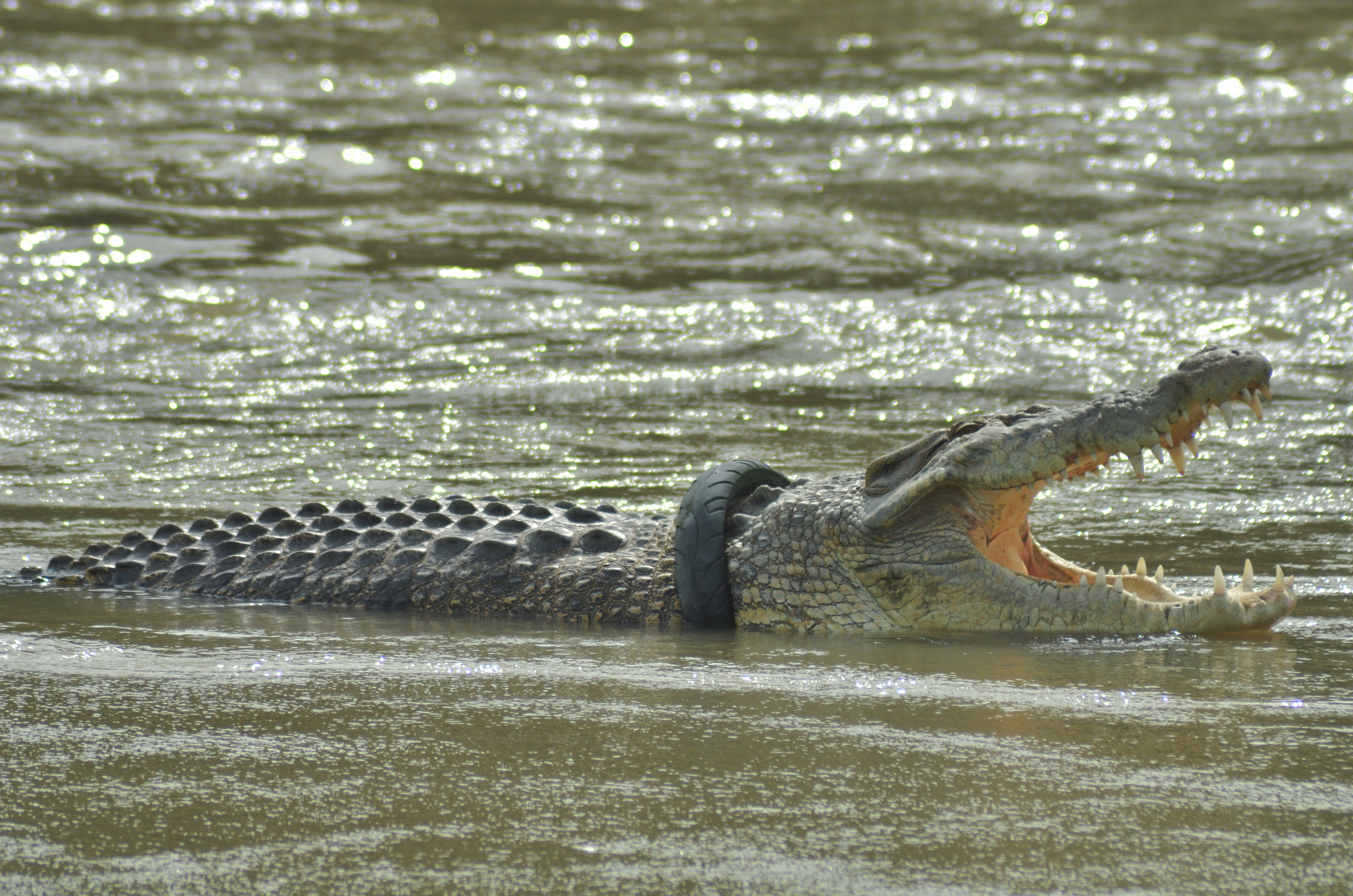 Crocodile With a Tire Stuck Around Its Neck Is Finally Freed After Six Years | Smart News - Vimarsana News