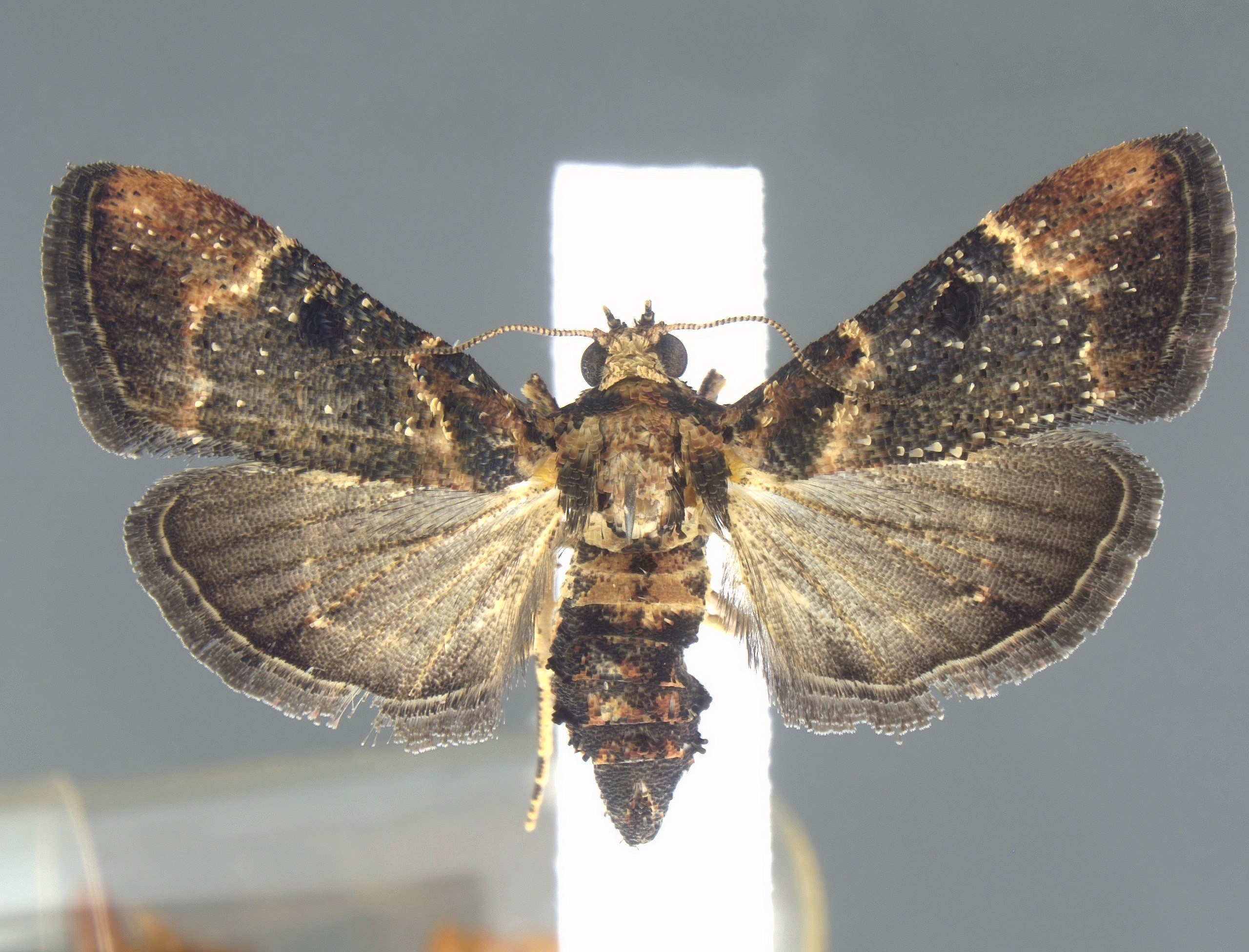 U.S. Customs Agents Find Rare Moth Last Spotted in 1912 | Smart News - Vimarsana News