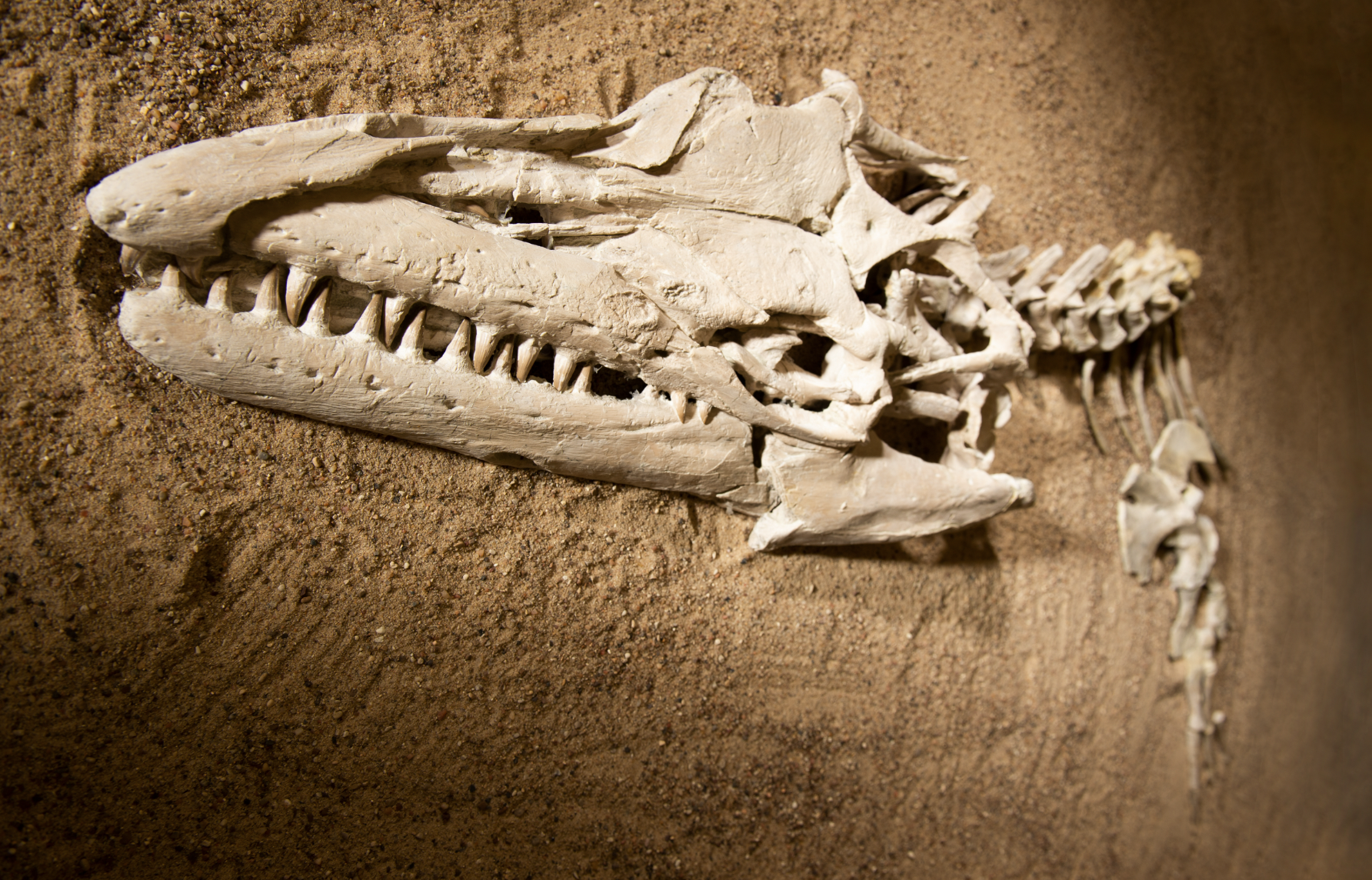 This November, Be Thankful for Specialty Spirits and Ancient Sea Monsters - Vimarsana News